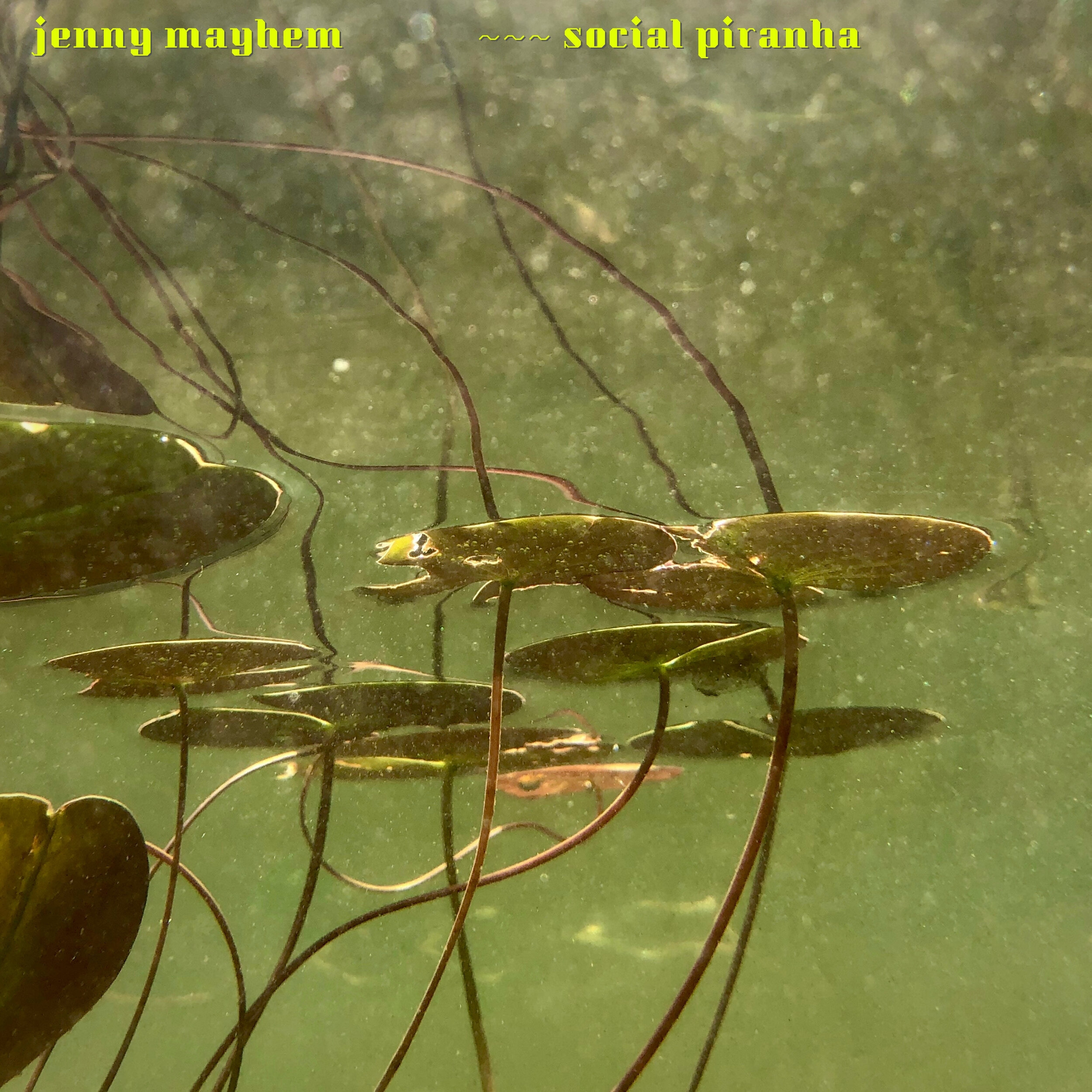 Social Piranha Artwork 2100.jpg