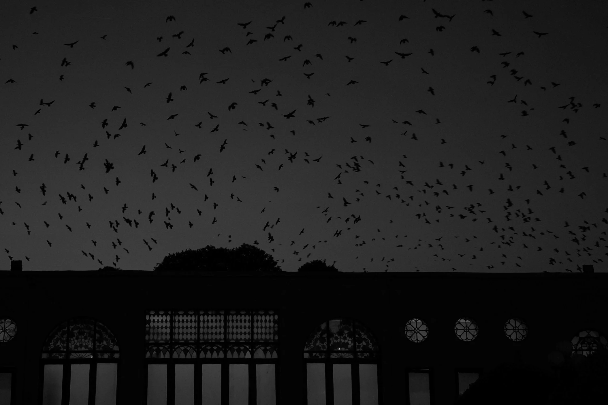 The Apartment With Crows