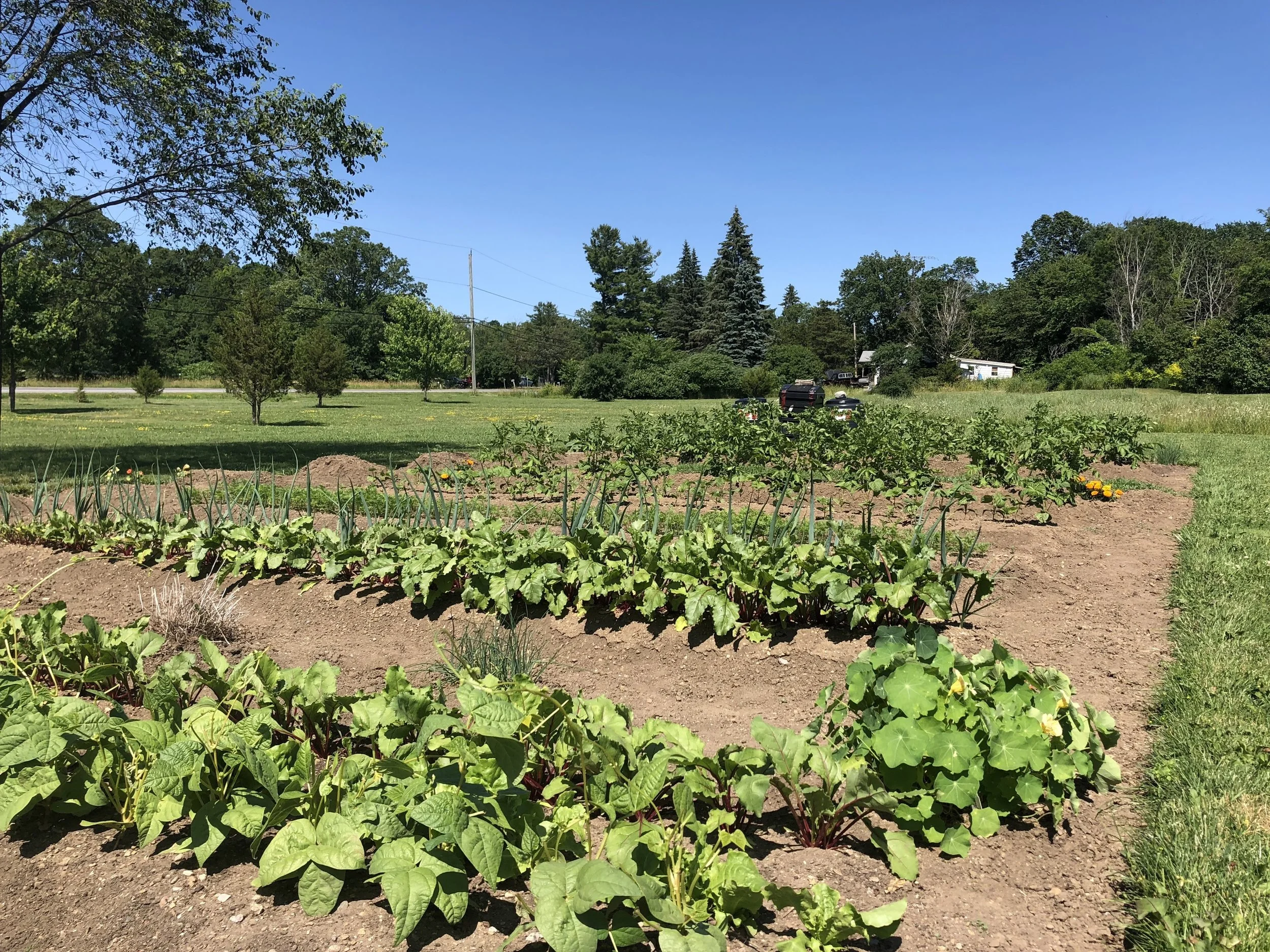 THe Vegetable Gardens behind the house. We love them. and there’s Still lots of room between here and the house for a pool.