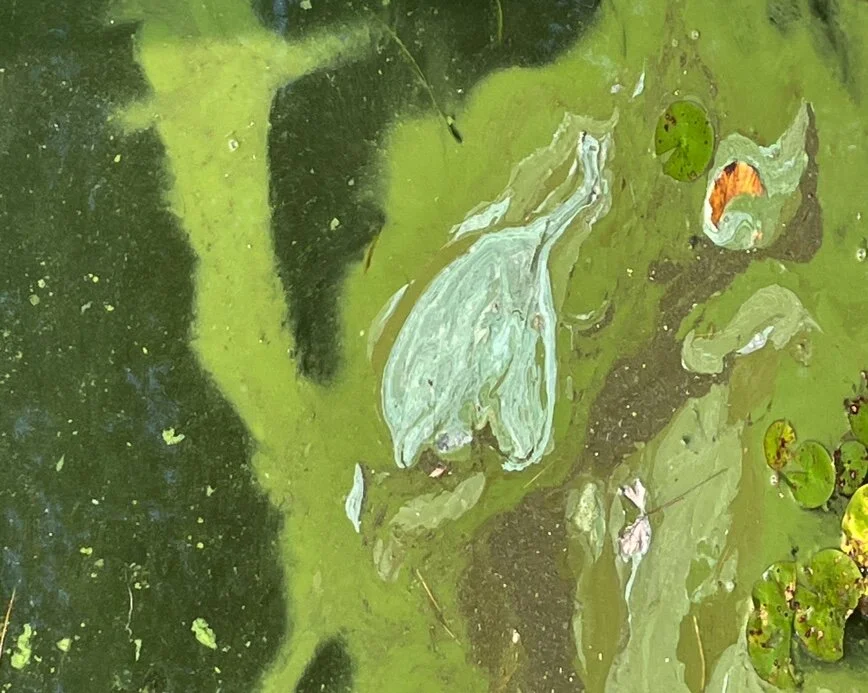 Vaccinations and Real Estate