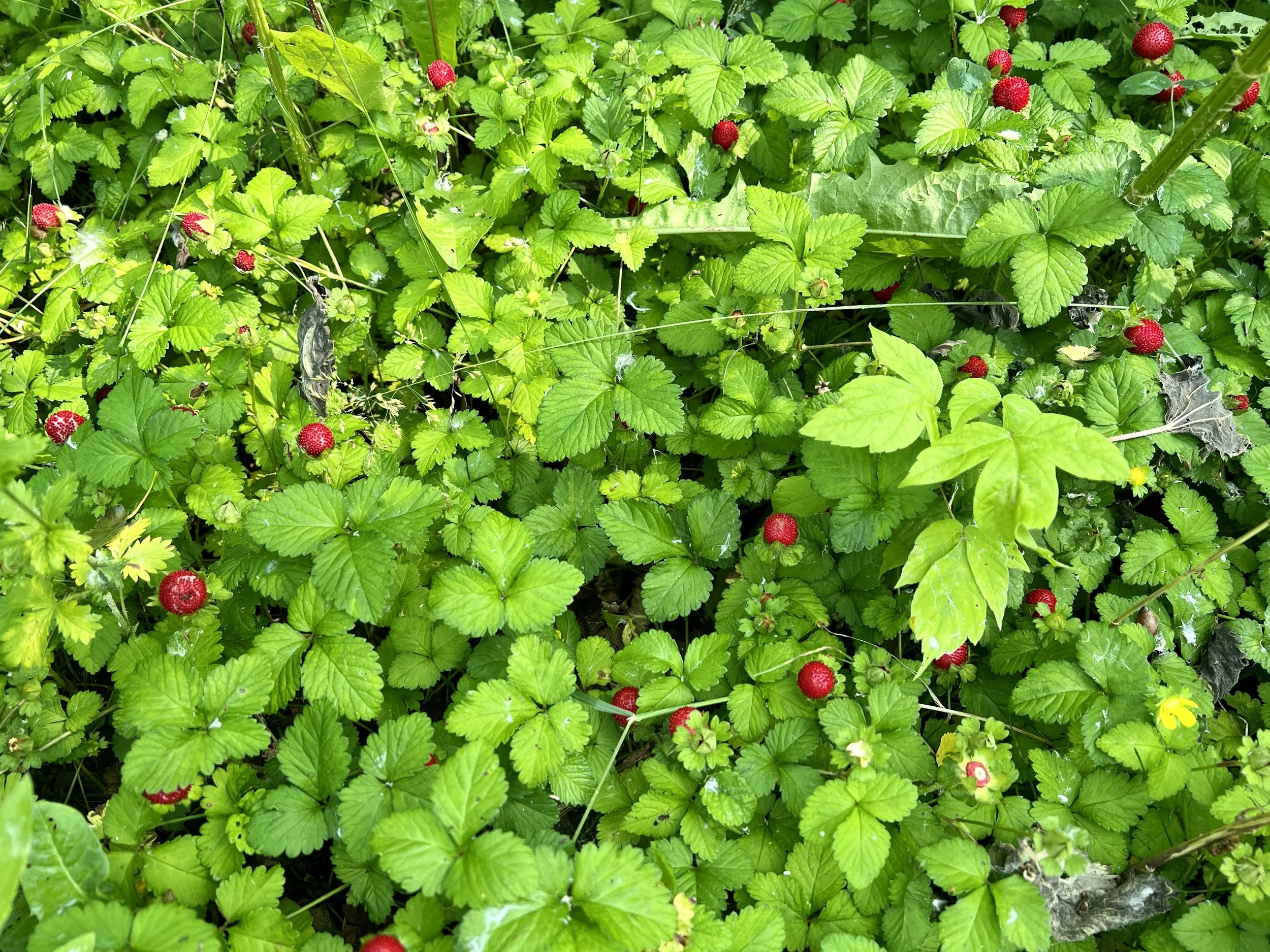 Strawberry - Short Take