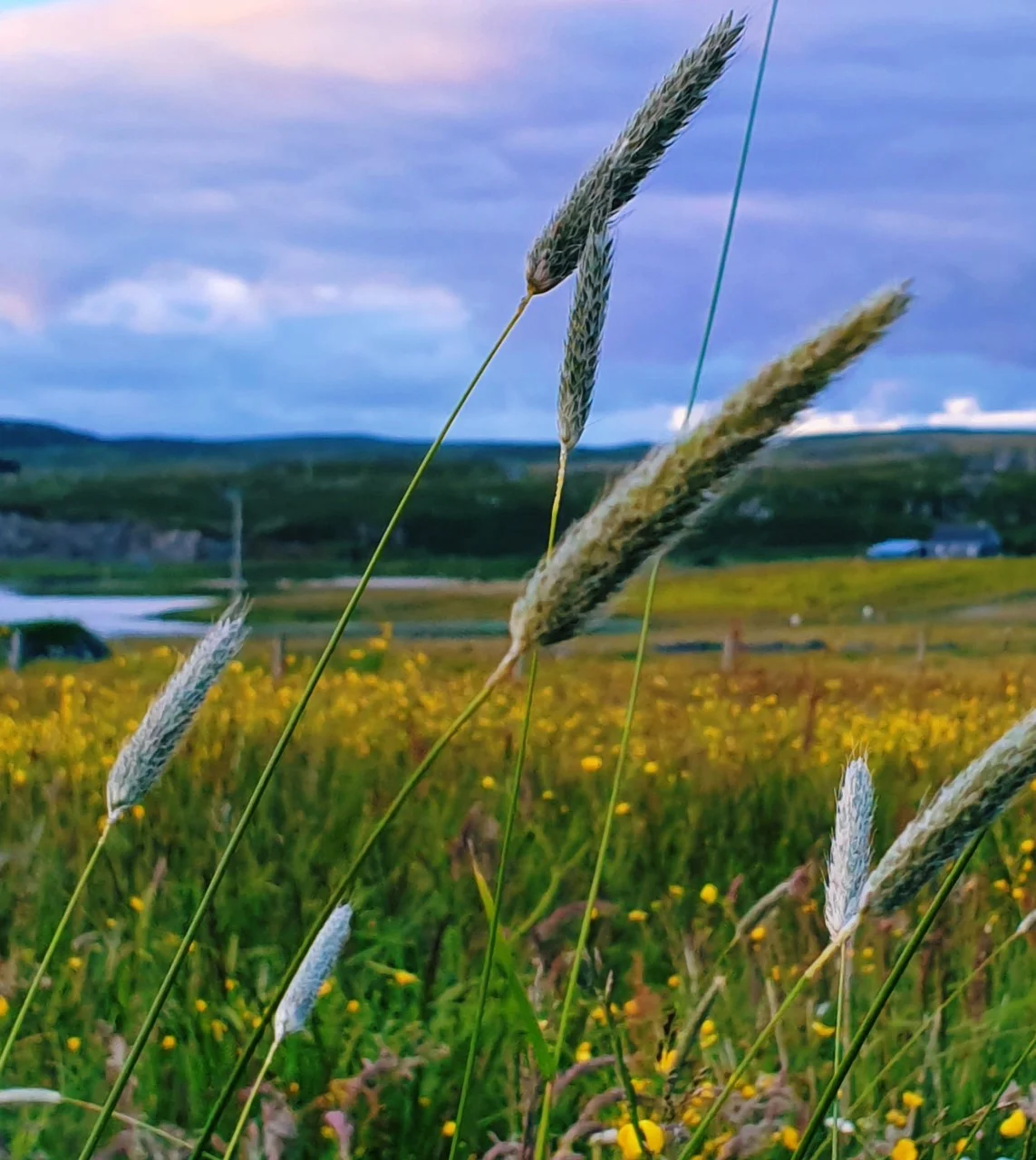 We’re still enjoying the light summer evenings - this was taken around 10.30 pm on the croft. So many different grasses and colours now there’s no livestock grazing there.