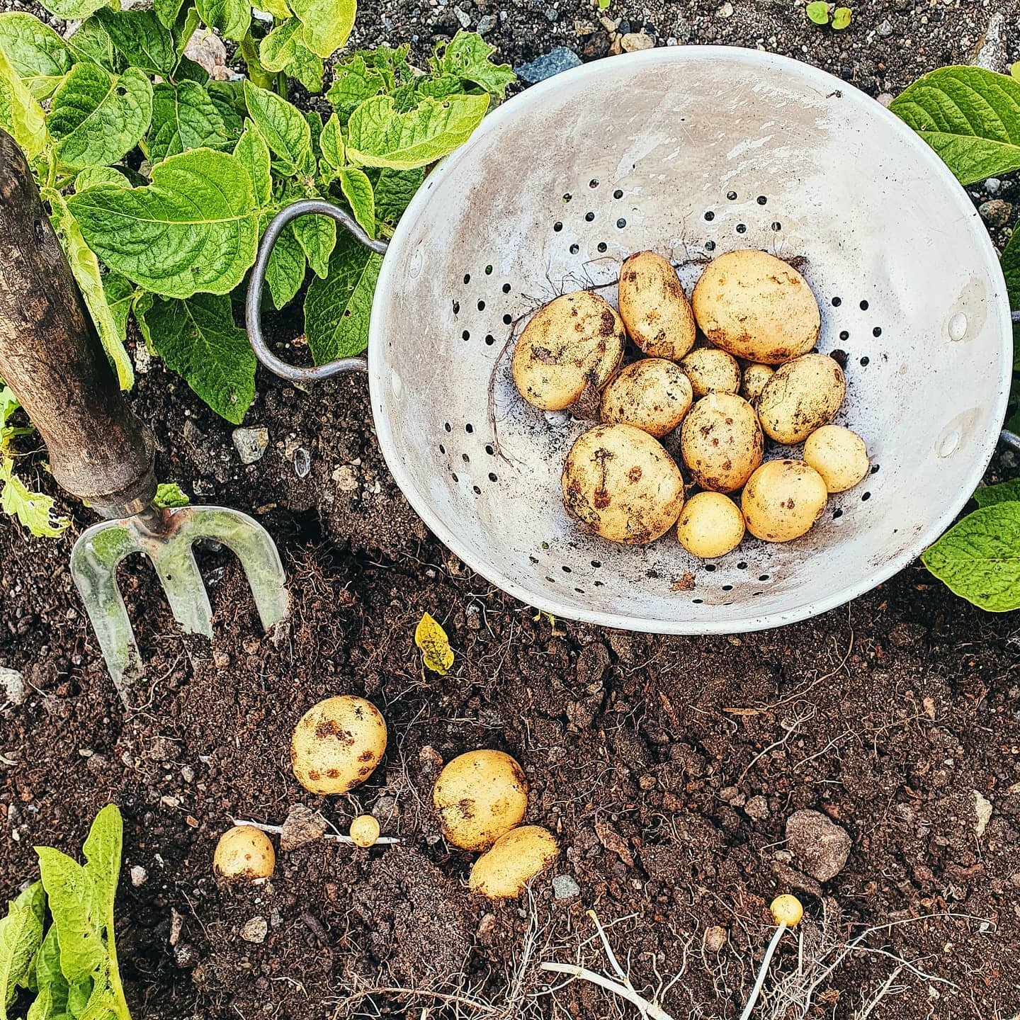 That moment when you've run out of potatoes for dinner, but then remember you planted a bed of Charlottes. So you grab a digging fork and rush round to find there is enough for a decent panful. I'm calling that an out and out victory. 
And they were 