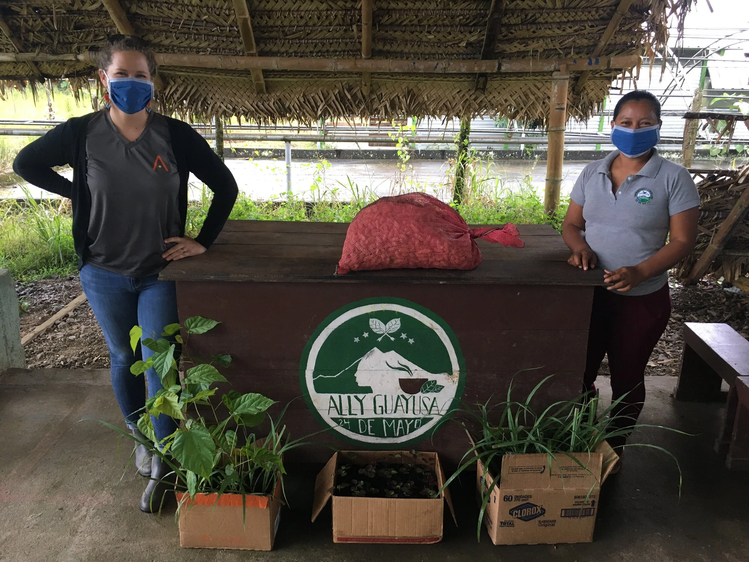 Parcela demostrativa con Ally Guayusa