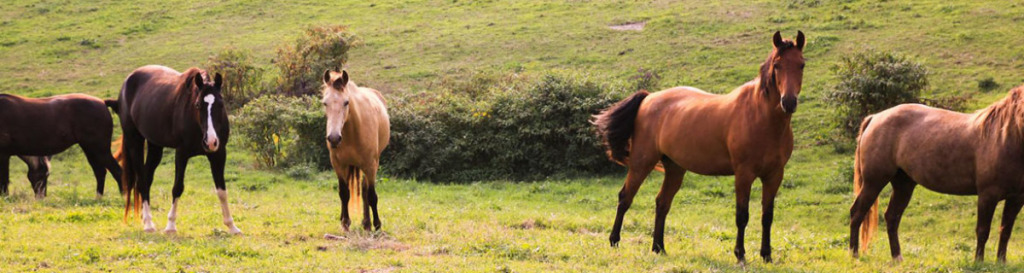 cropped-farm2-1024x273.jpg
