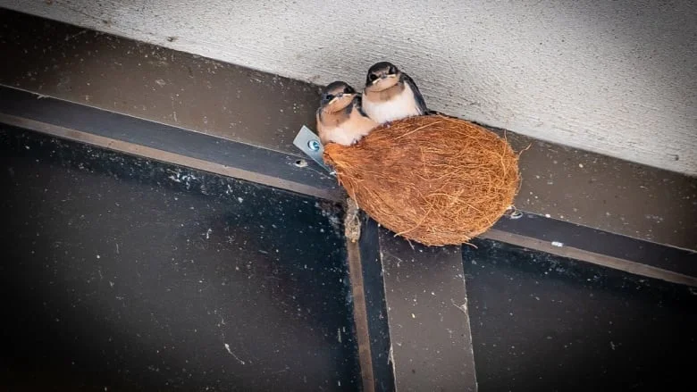 CBC News | U of R researcher rescues barn swallows with nests made of coconuts