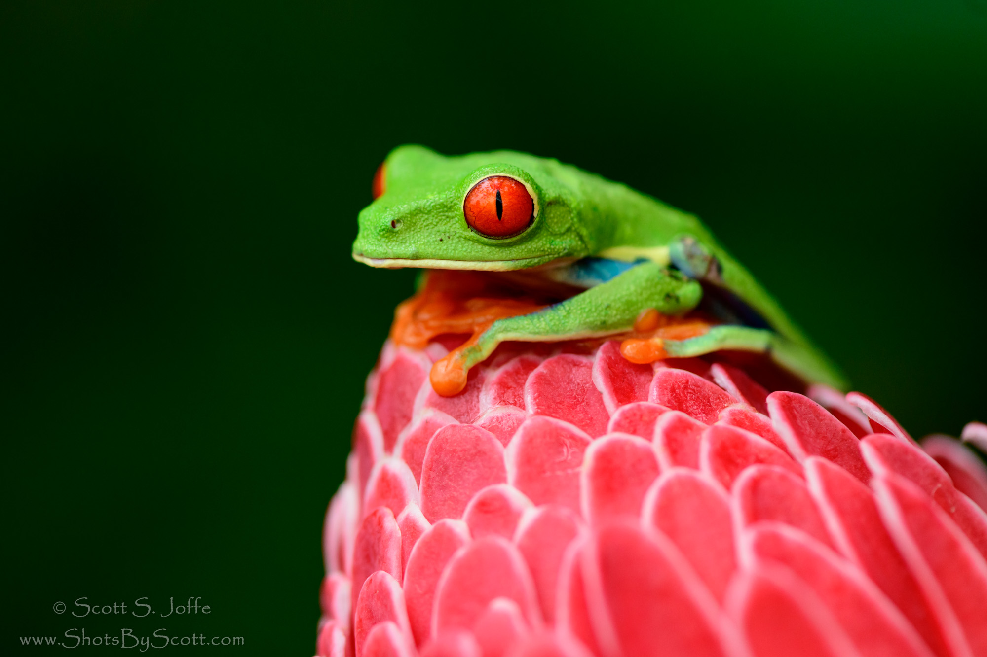 20171104-Frogs Heaven-0026.JPG