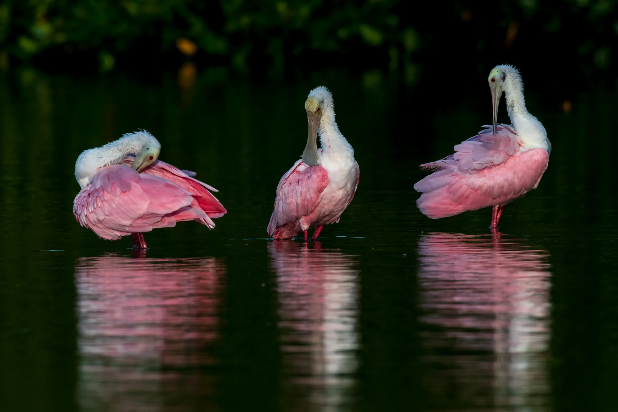 20161107-Ding Darling-0058.JPG