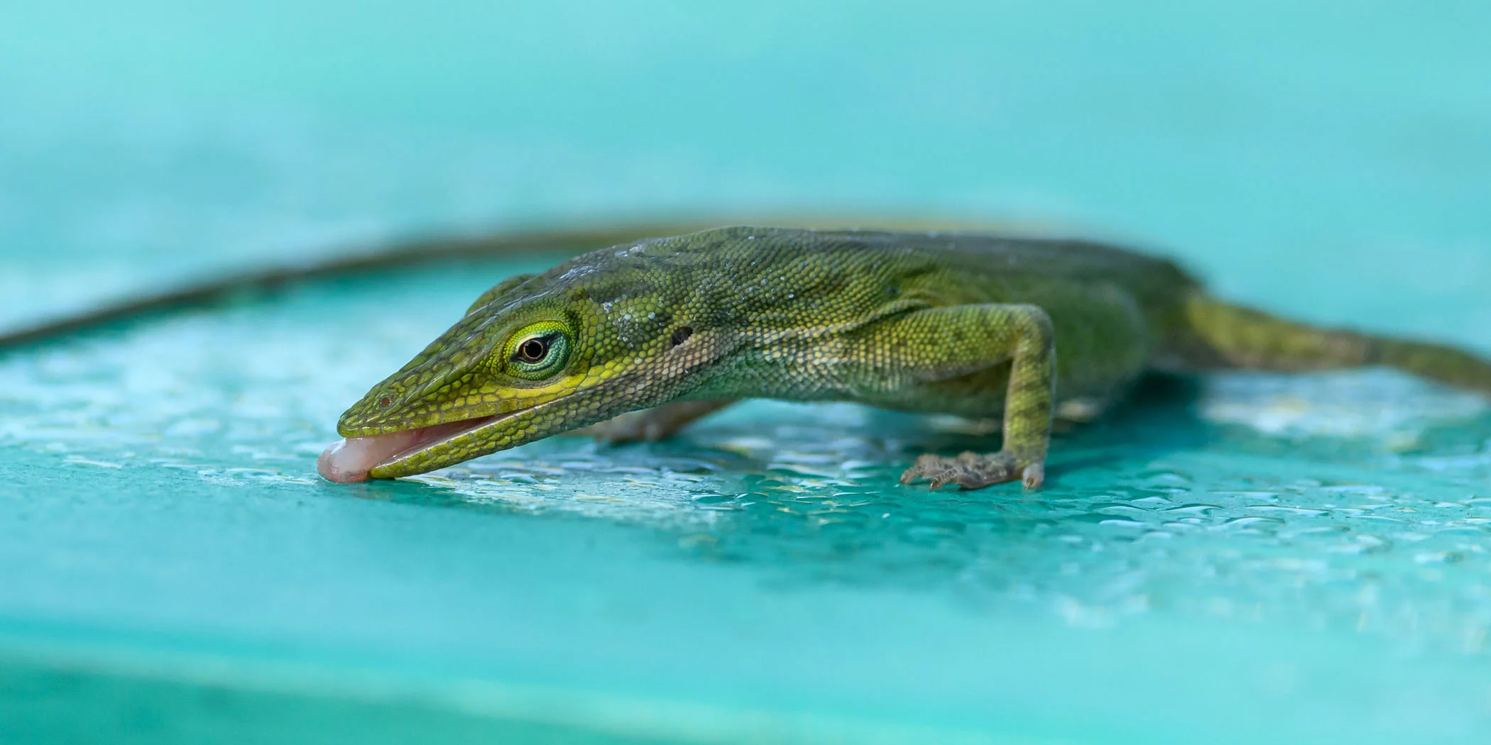 20180317-Castellow Hammock  Park-0004-Edit.JPG