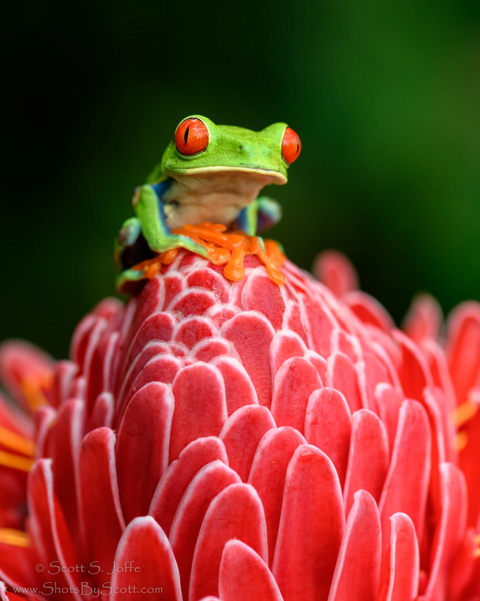 20171104-Frogs Heaven-0013.JPG