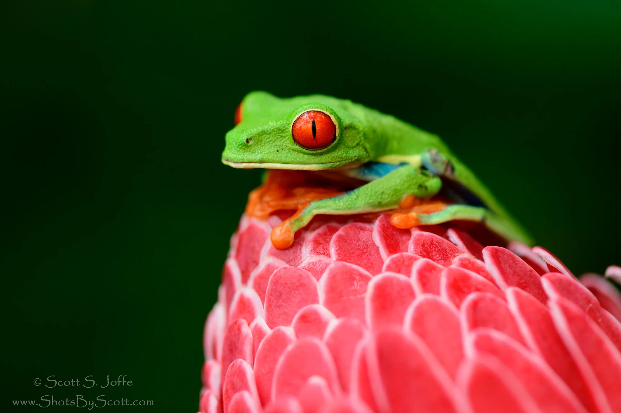 20171104-Frogs Heaven-0026.JPG