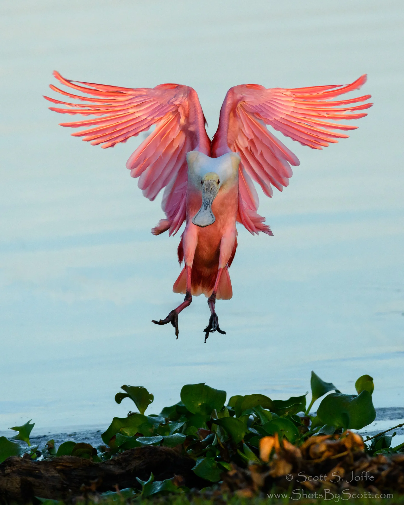 20180324-Stick Marsh-0022-Edit 2.JPG