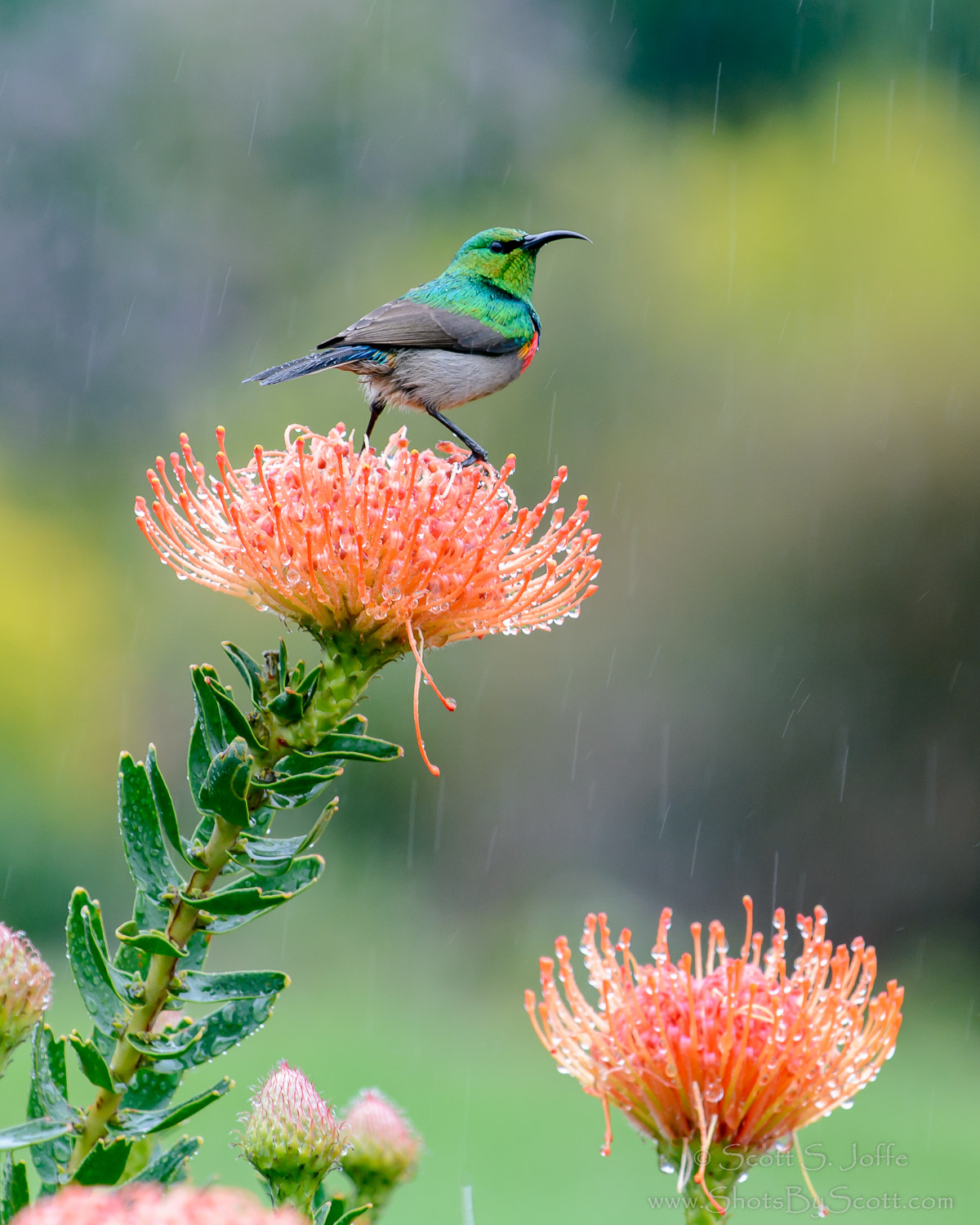 Kirstenbosch Botanical Gardens