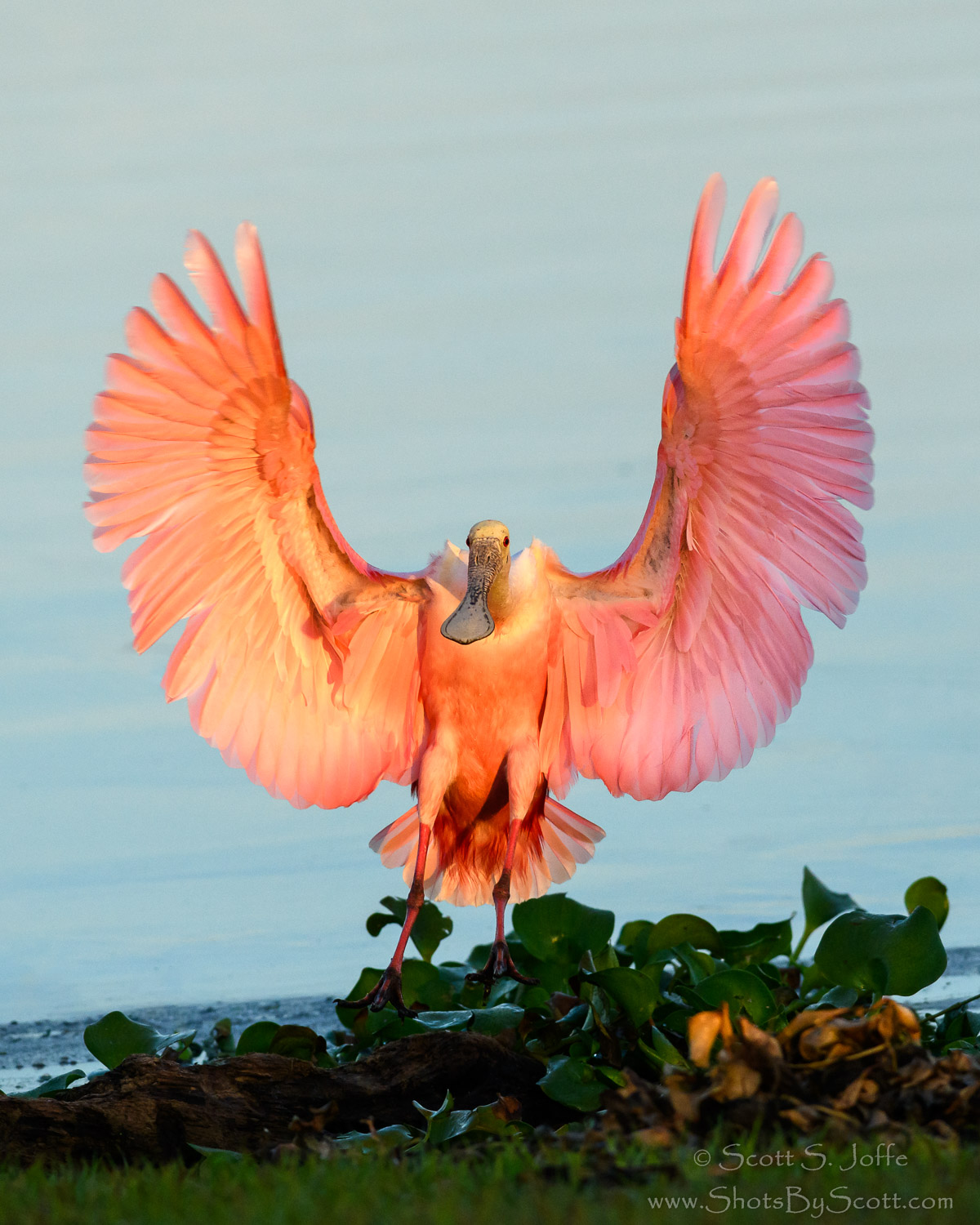 Angel Wings - Roseate Spoonbill