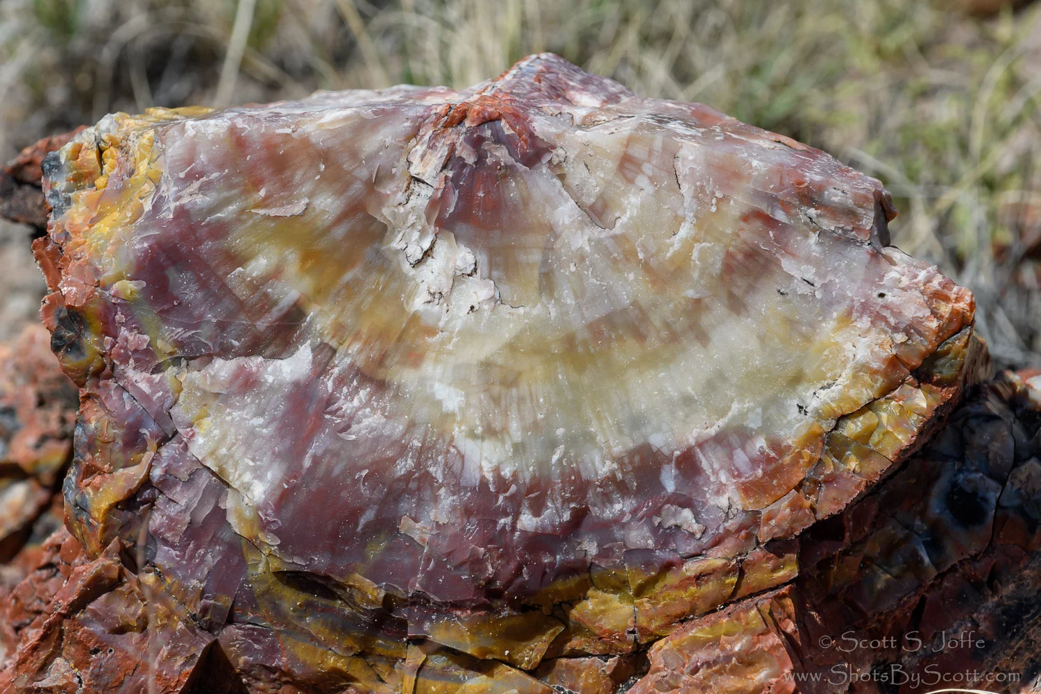 20160519-Petrified Forest NP-0105.jpg
