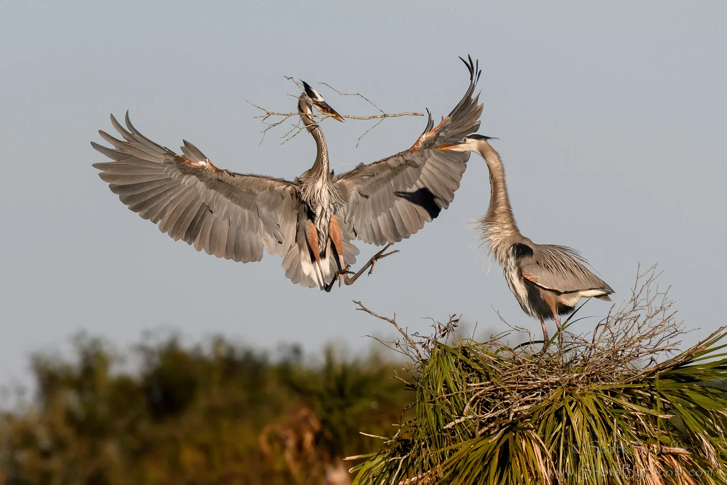 20161120-Viera Wetlands-0091.jpg