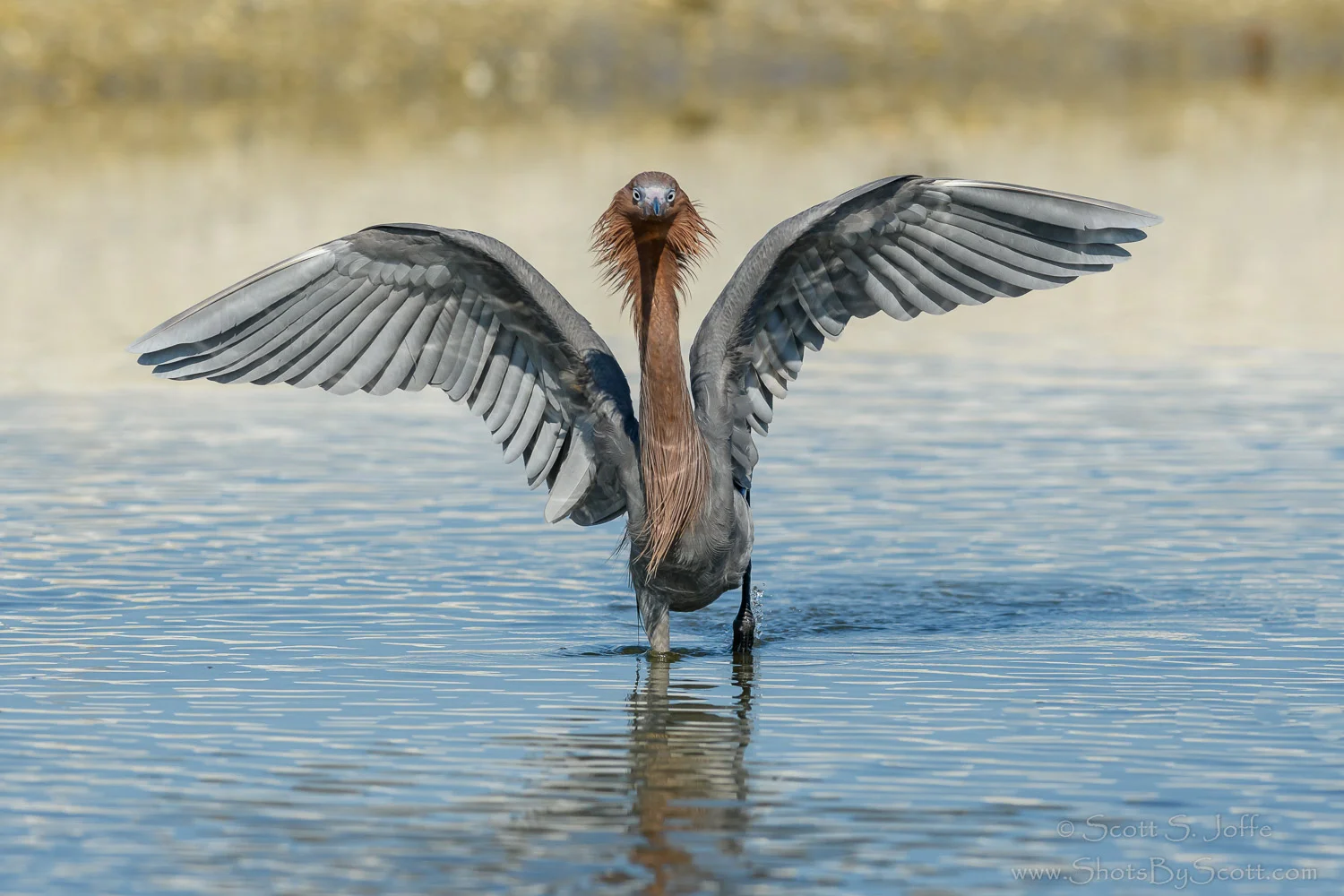 The Cobra - Reddish Egret
