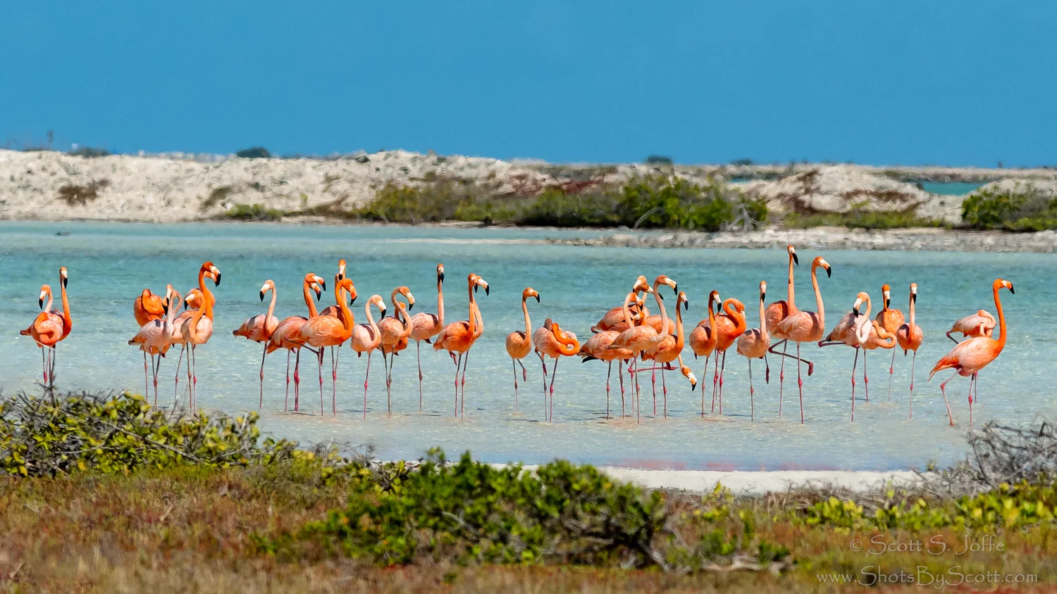 Flamingos