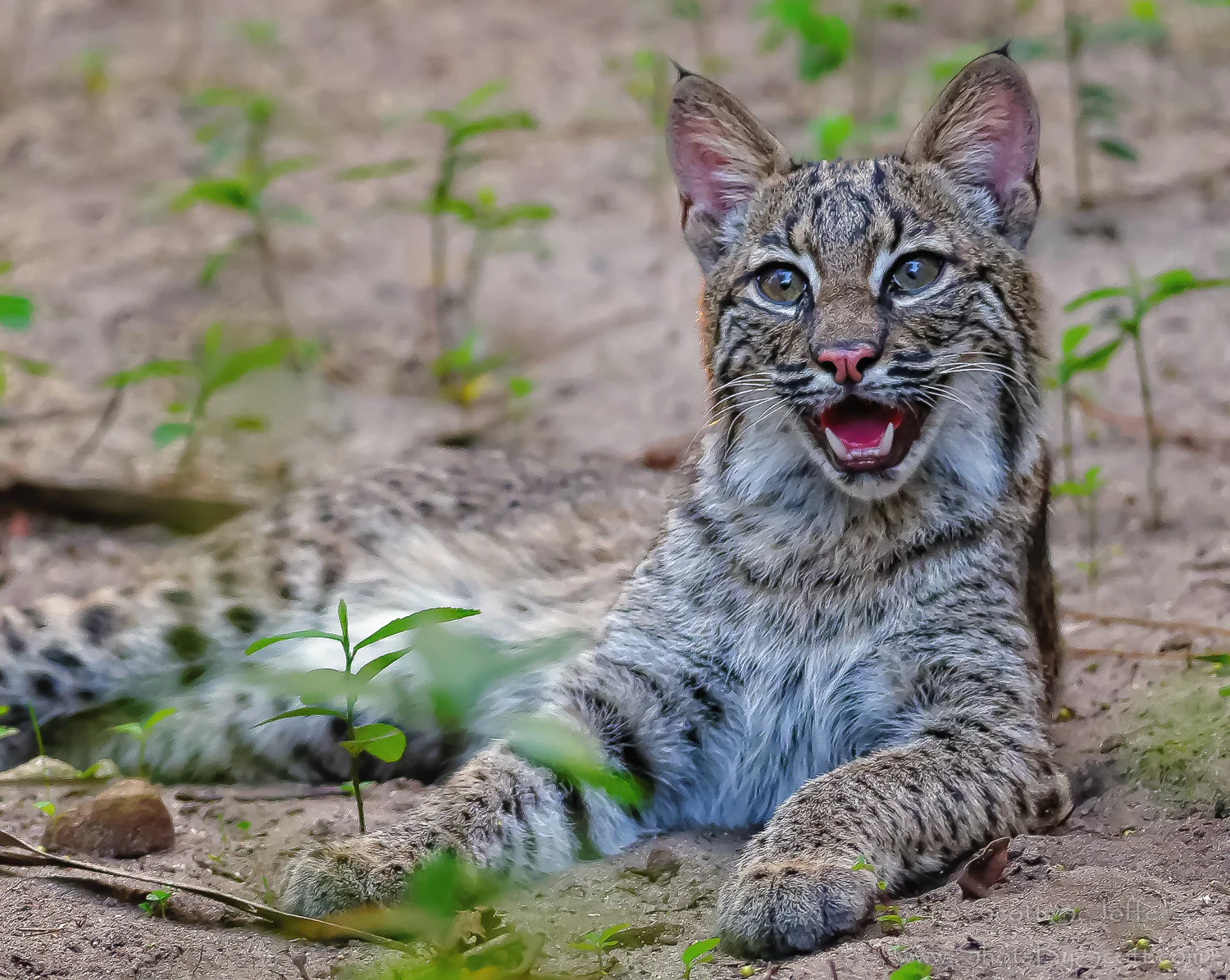 20141114-Bobcat-0003-Edit.jpg