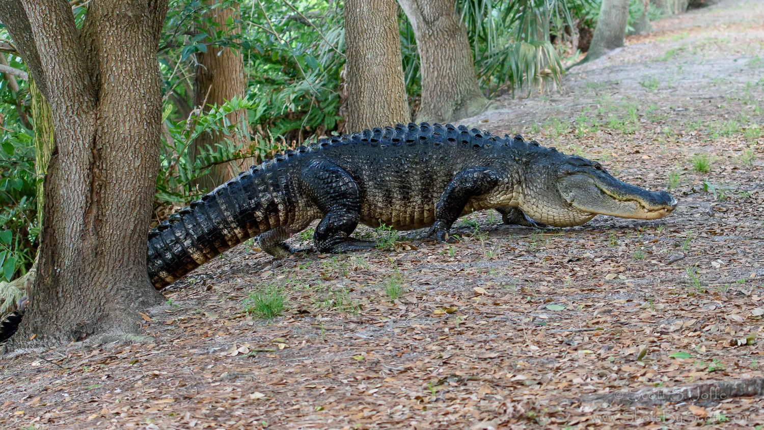 20150513-Wakodahatchee-0031.jpg