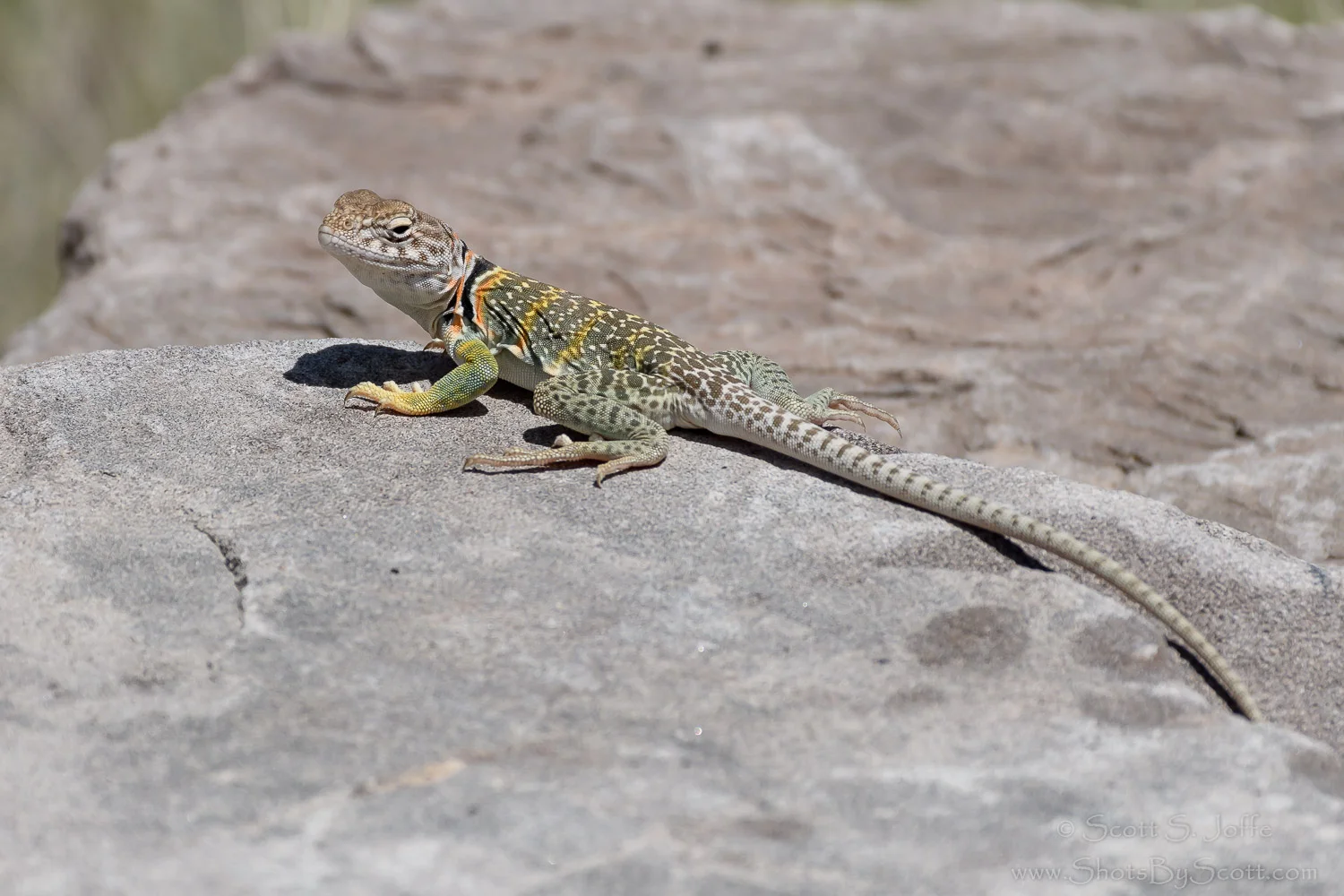 20160519-Petrified Forest NP-0182.jpg
