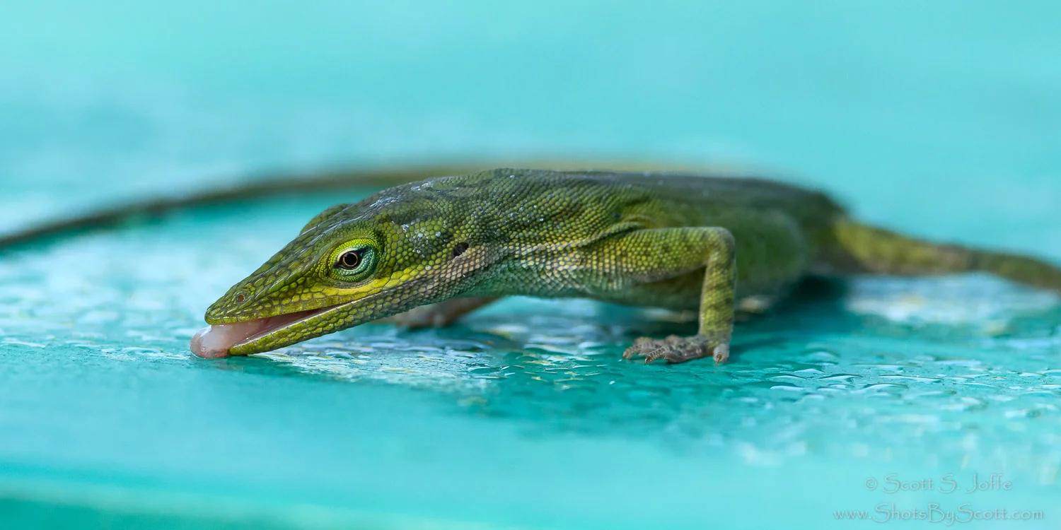 20180317-Castellow Hammock Park-0004-Edit-Edit-Edit-Edit.jpg