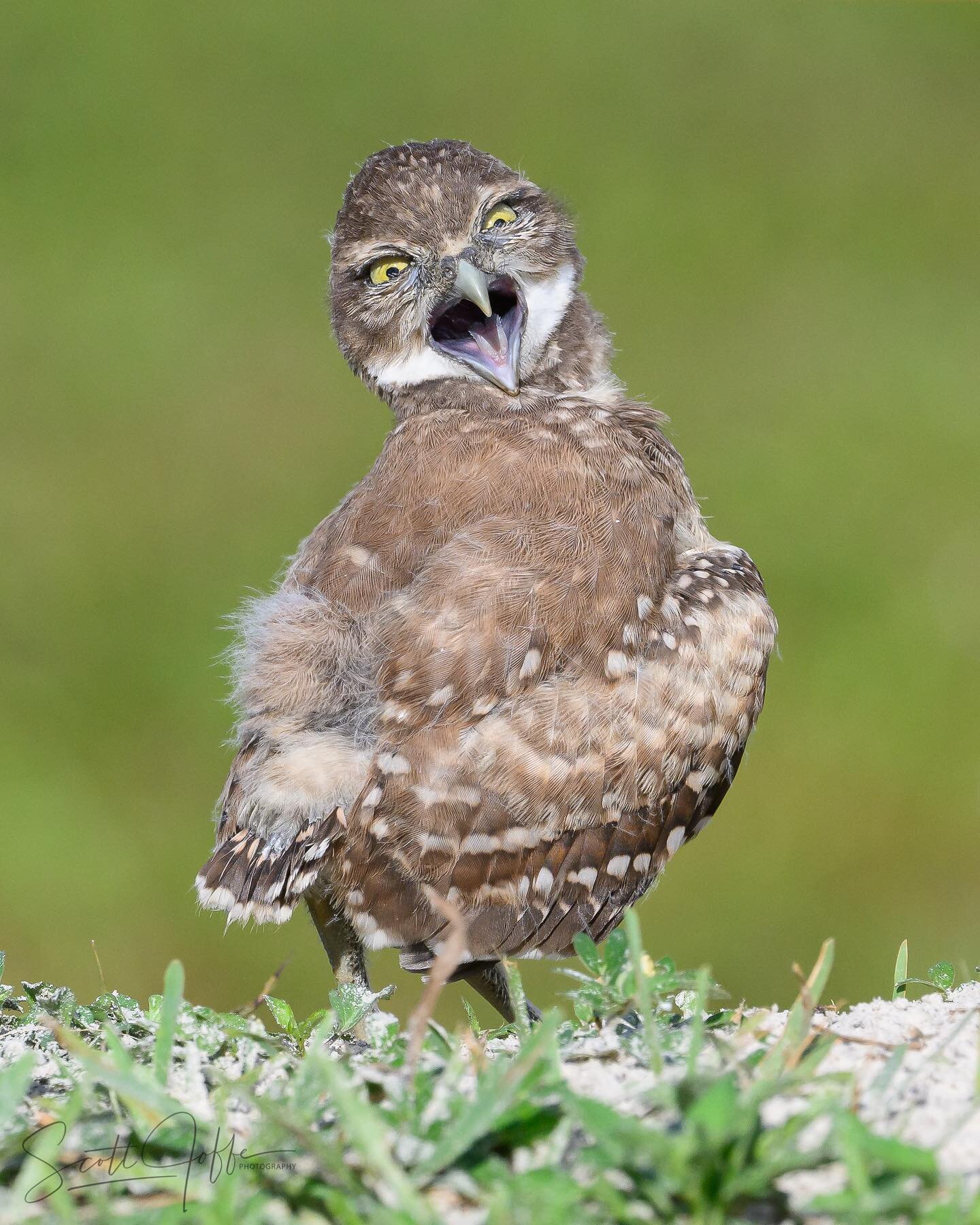 I really like the various faces of the baby Burrowing Owl 🦉 I think it was hangry because it wanted to be fed by its parents. Which photo do you prefer?  May 1, 2022

#owls 
#bird&nbsp;
#birdsofinstagram&nbsp;
#birds_adored&nbsp;
#bird_brilliance&nb
