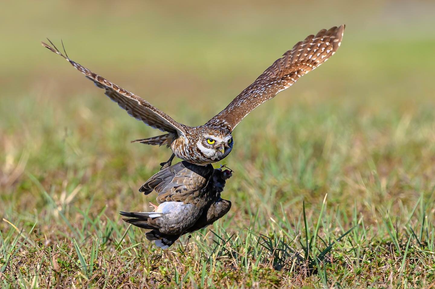 This Burrowing Owl flew from its burrow to catch a Pigeon. We could see it land on top of the pigeon and catch it. This was about 50 yards from the burrow. We waited for a few minutes for it to fly back with its prey. It immediately carried it into t