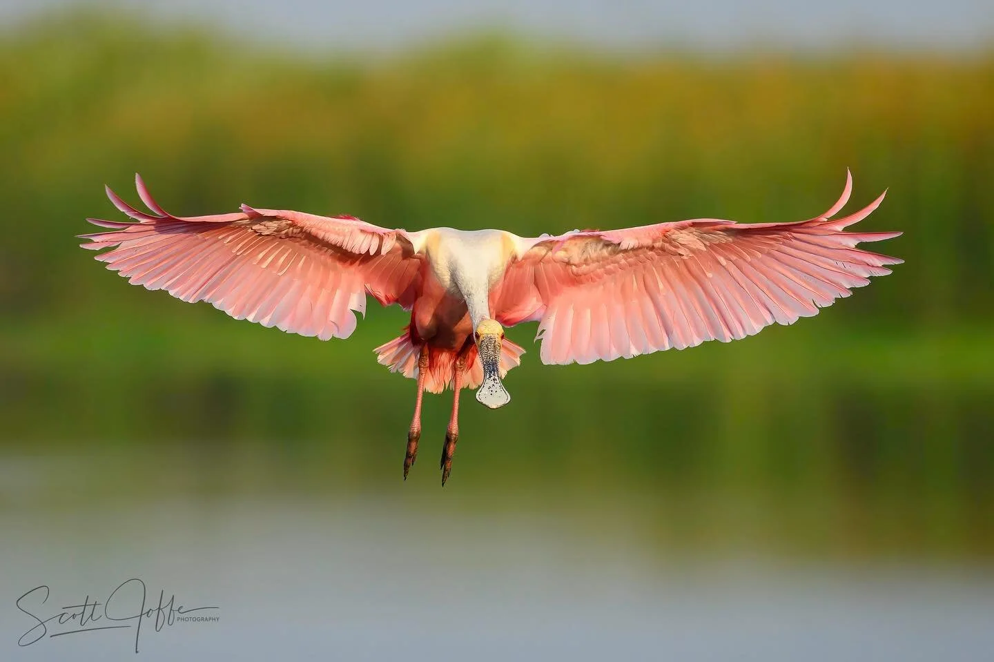 Here is a Roseate Spoonbill coming in for a landing in the early morning light. One of my favorite birds to photograph 😉Thanks for viewing! April 14, 2022 #spoonbills
#spoonbill 
#bird&nbsp;#pink
#birdsofinstagram&nbsp;
#birds_adored&nbsp;
#bird_bri