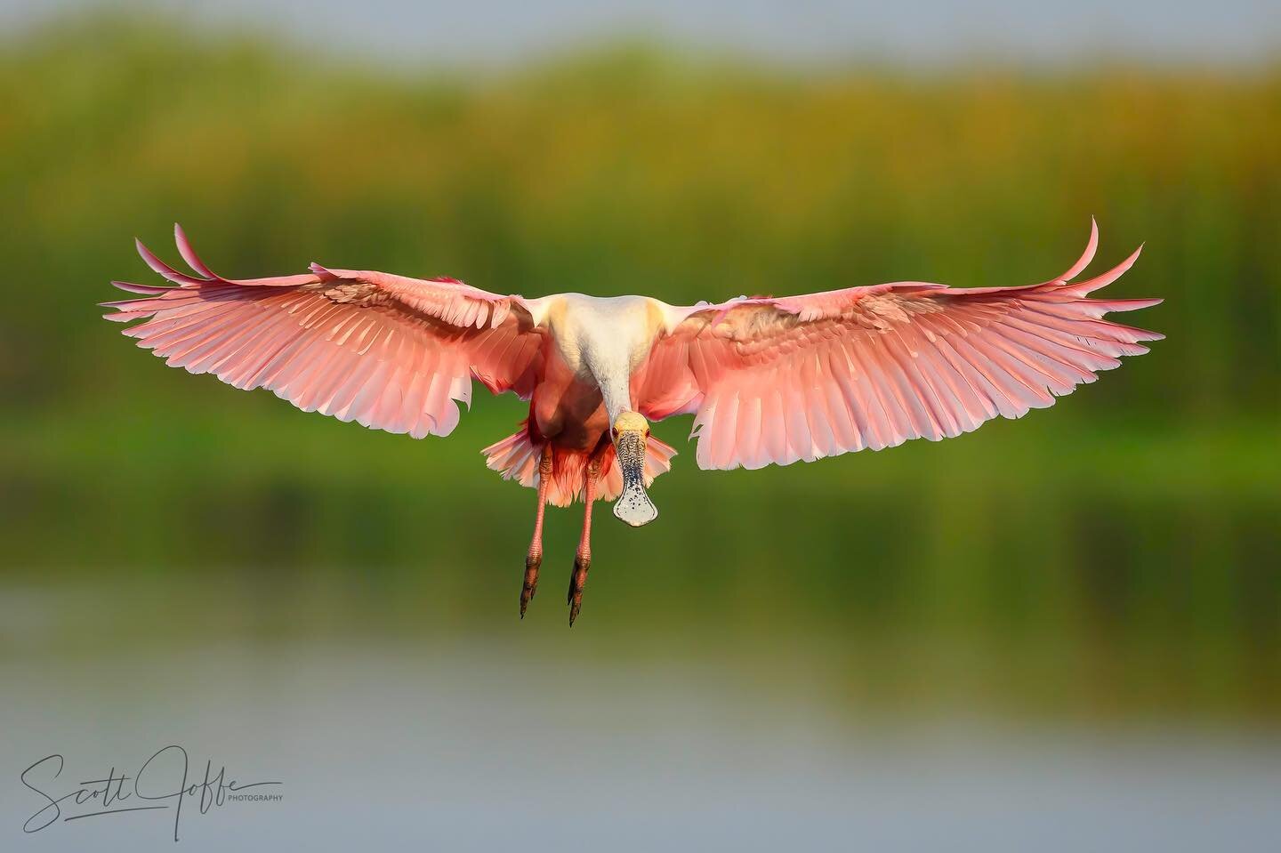 Here is a Roseate Spoonbill coming in for a landing in the early morning light. One of my favorite birds to photograph 😉Thanks for viewing! April 14, 2022 #spoonbills
#spoonbill 
#bird&nbsp;#pink
#birdsofinstagram&nbsp;
#birds_adored&nbsp;
#bird_bri