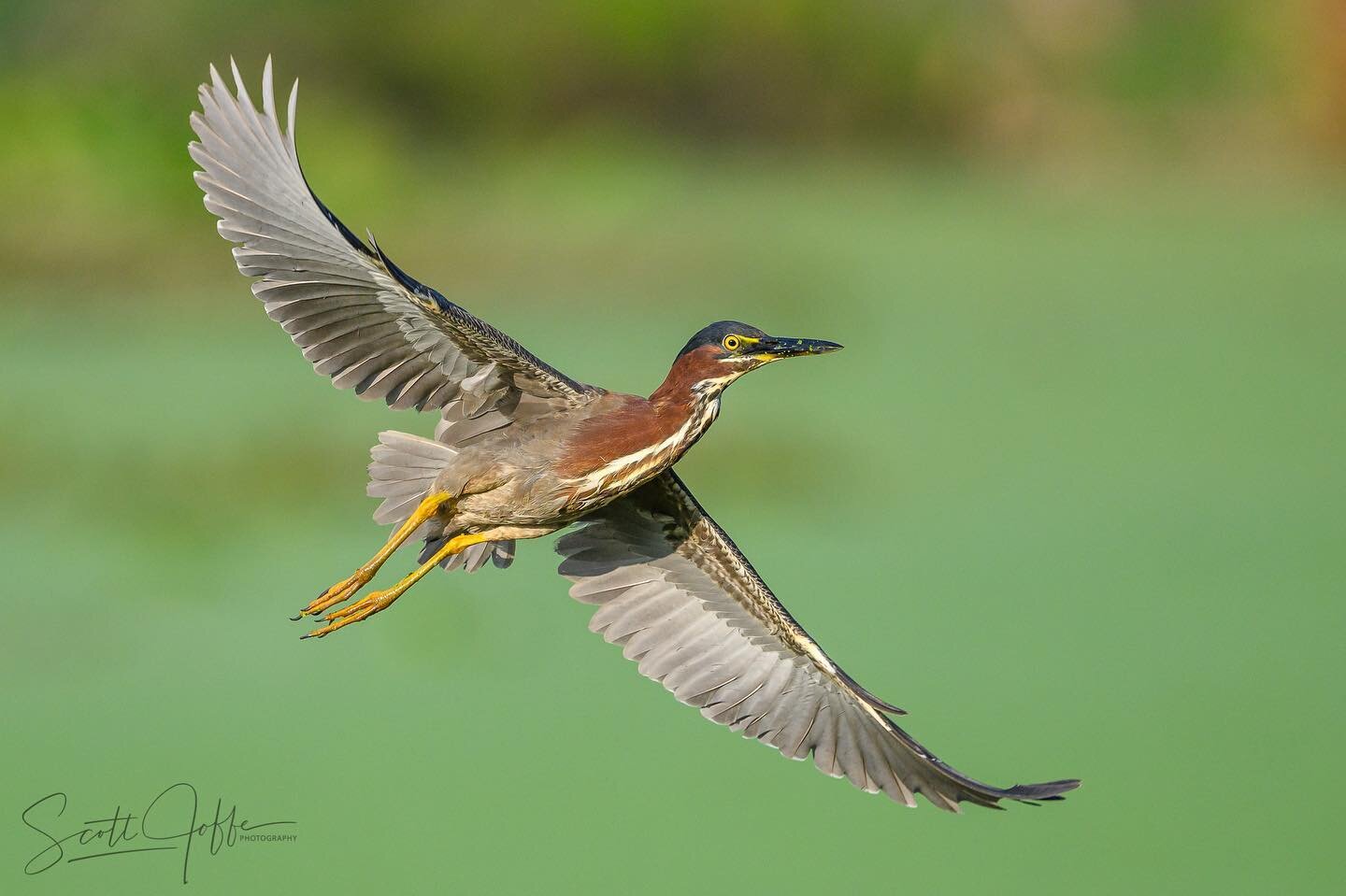 Here is a Little Green Heron giving me a good bank shot 😉 Thanks for viewing!  May 6, 2022

#peacefulwaters
#wellington
#palmbeach
#birds
#birdsofinstagram&nbsp;
#birds_adored&nbsp;
#bird_brilliance&nbsp;
#bb_of_ig&nbsp;
#birds_captures&nbsp;
#kings