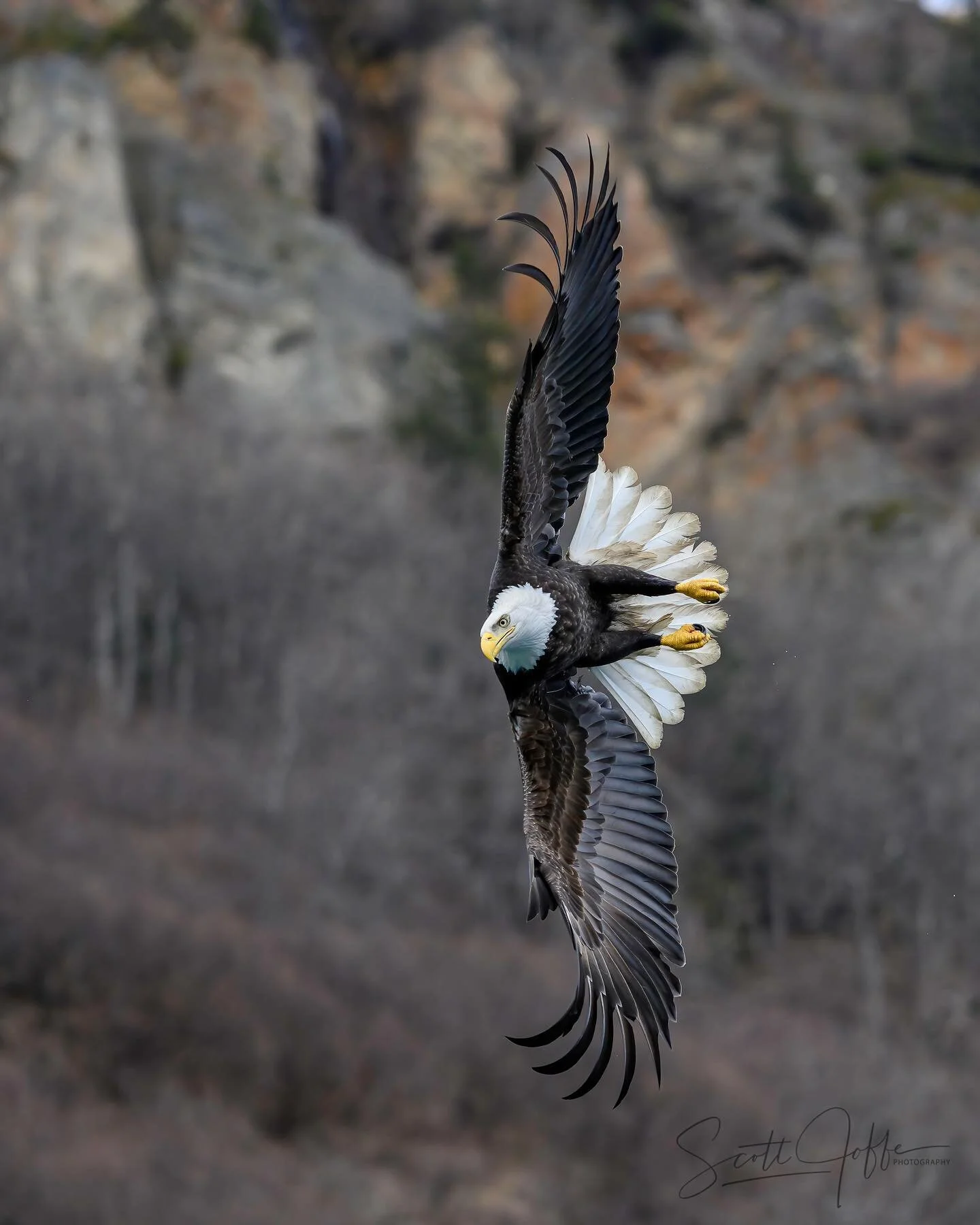 Here is a Bald Eagle I photographed on a recent trip to Homer, Alaska. It was an amazing trip with lots of eagles!  Thanks for viewing!  March 16, 2022
#baldeagle #eagle 
#raptors #eagles 
#eliteraptors
#bird&nbsp;
#birdsofinstagram&nbsp;
#birds_ador