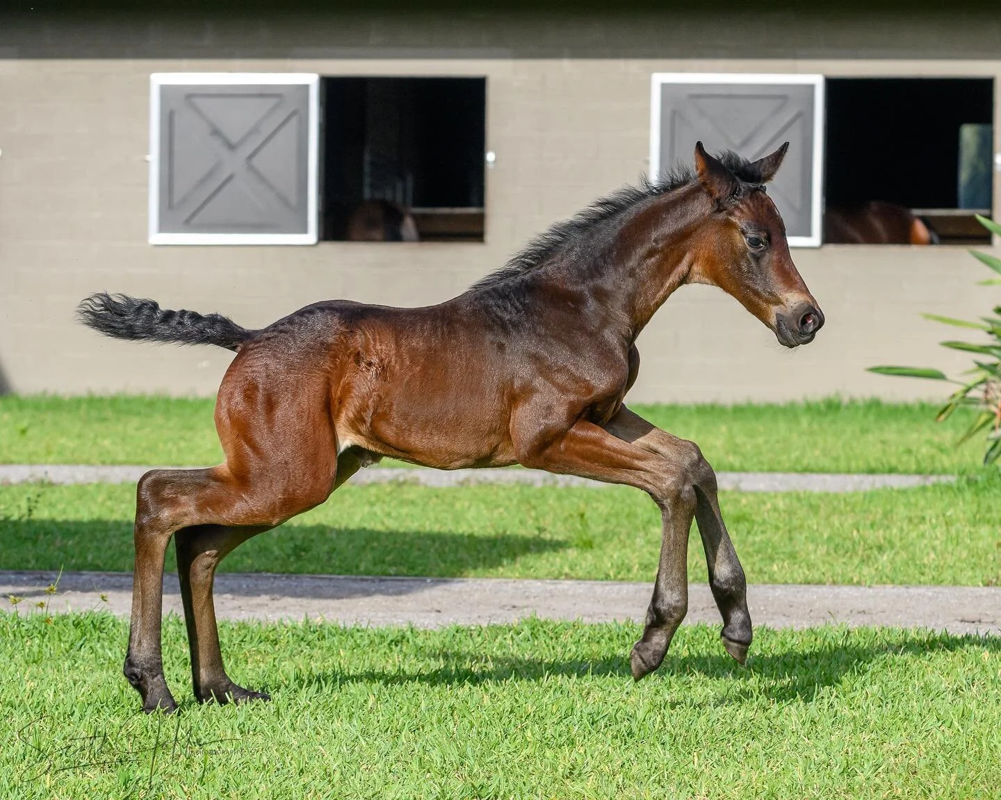 I had the unique experience to photograph a two week old foal. Her name is Lady Bird 😉 Thank you Jane, owner of @poincianafarm for the opportunity to meet and photograph Lady Bird! Enjoy the series of photos. 

May 26, 2022 

#horses
#horse
#dressag