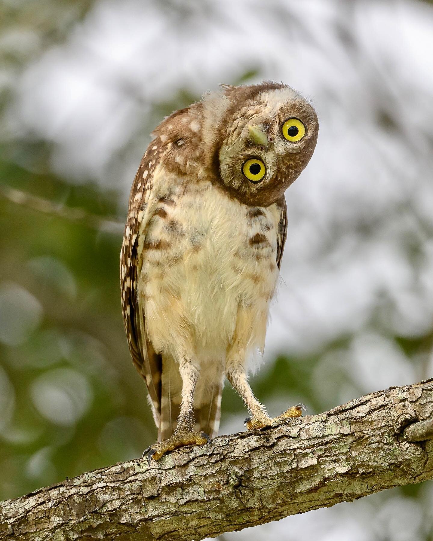 Here is a Burrowing Owlet giving me a curious look. I was amazed how far they can bend their neck. Thanks for viewing 😉 June 12, 2022

#elite_birds&nbsp;
#feather_perfection&nbsp;
#birds_perfection&nbsp;
#birds_elite&nbsp;
#raw_birds&nbsp;
#nuts_abo
