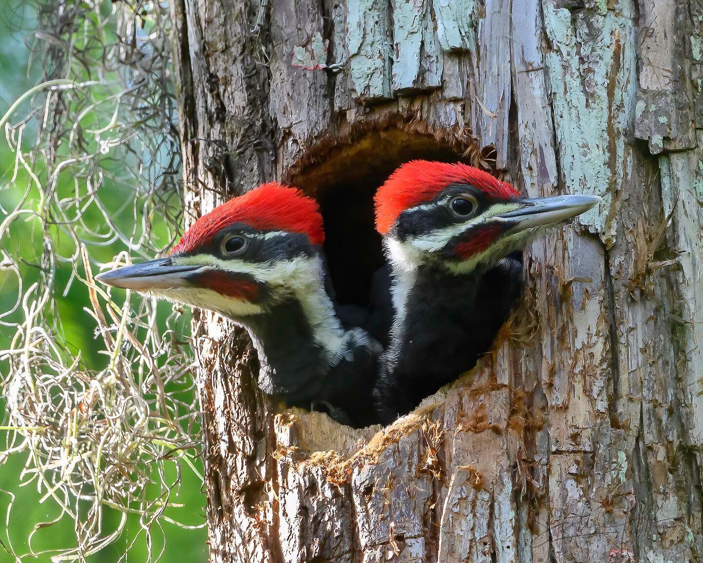 Here is a pair of juvenile Pileated Woodpeckers waiting for the parent to return to the nest. They fledged a couple of days later. Thanks for viewing! May 14, 2022

#loxahatcheenationalwildliferefuge
#palmbeach
#boyntonbeach
#birdsofinstagram&nbsp;
#