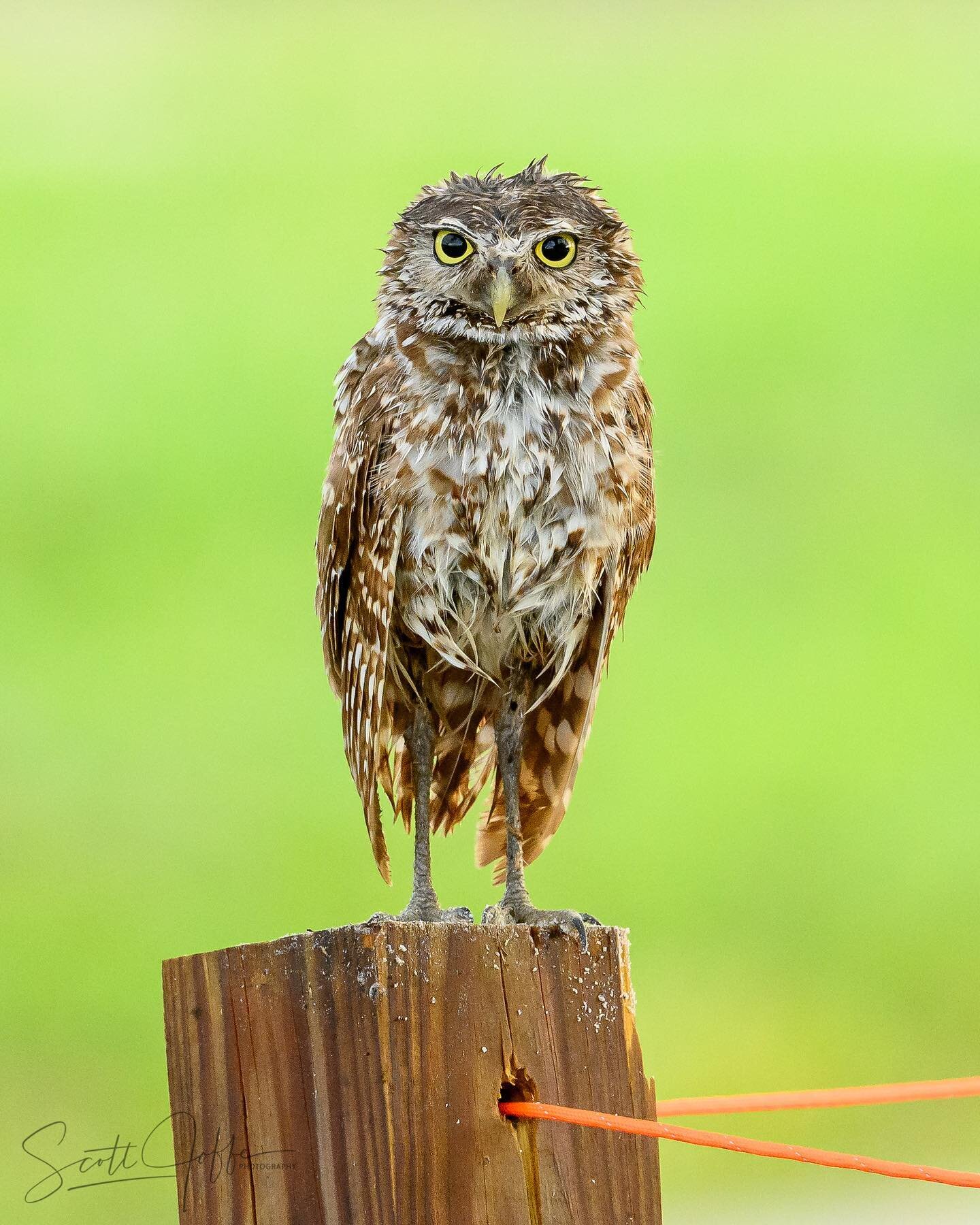 Here is a very wet burrowing owl. I went to the park last month right after a torrential rain storm.  The rain did not seem to bother the owls and they were very active catching insects for dinner. Thanks for viewing! June 2, 2022
#owls #owl  #elite_