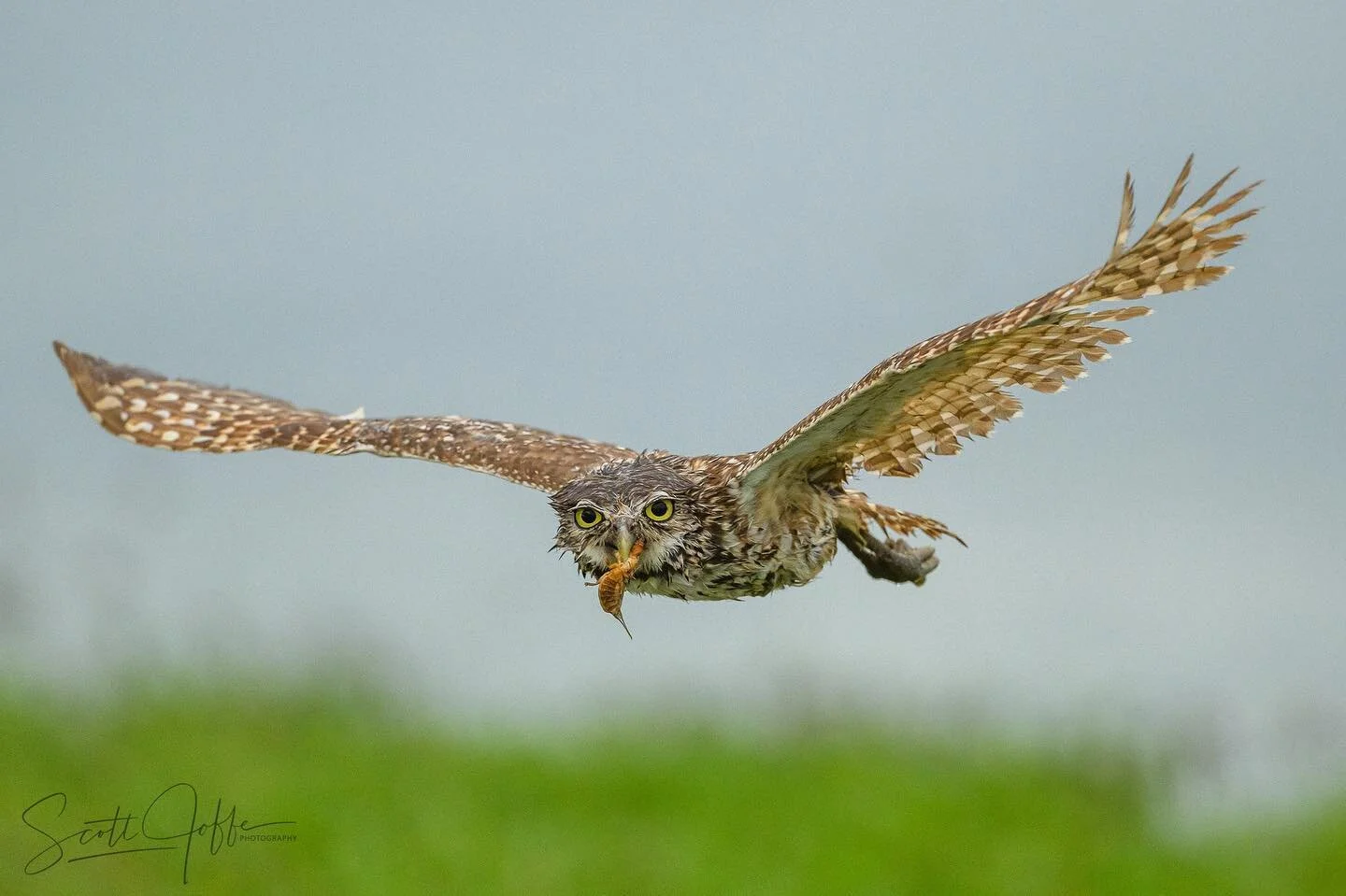 Here is one of the Burrowing Owls returning back with an insect it caught. The fields were flooded from the deluge and this created an excellent feeding opportunity for the owls. This might be the same owl from yesterday&rsquo;s post. Thanks for view