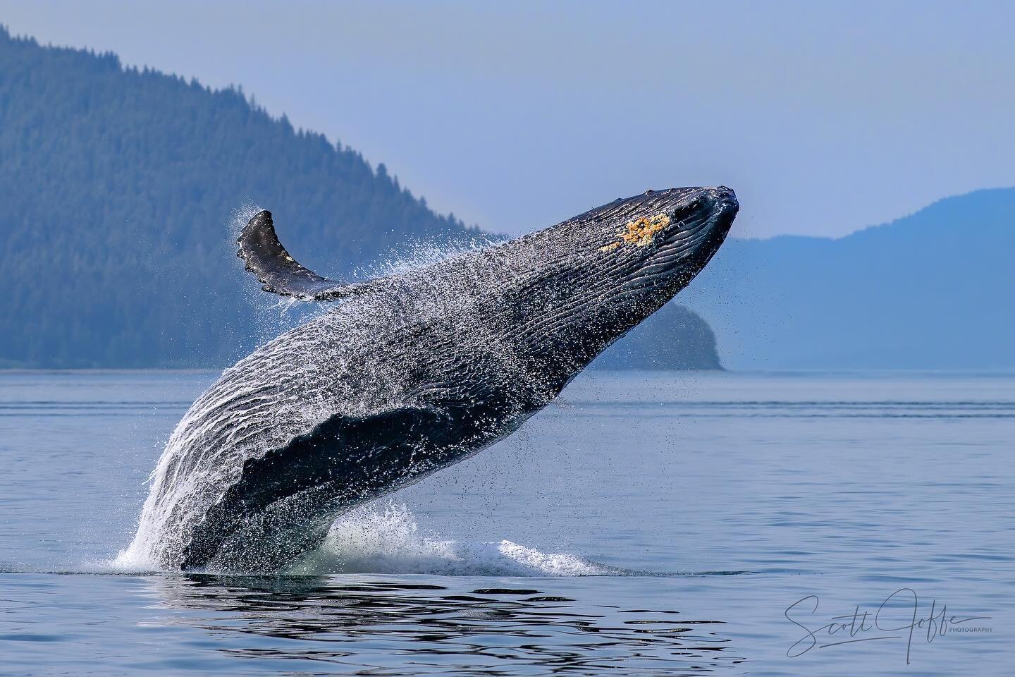 I went on an Alaskan cruise with my parents and siblings a few weeks ago. One of the highlights of the trip was a whale watching trip at Icy Strait Point near Hoonah, AK. This Humpback whale breached several times and is probably the best photograph 