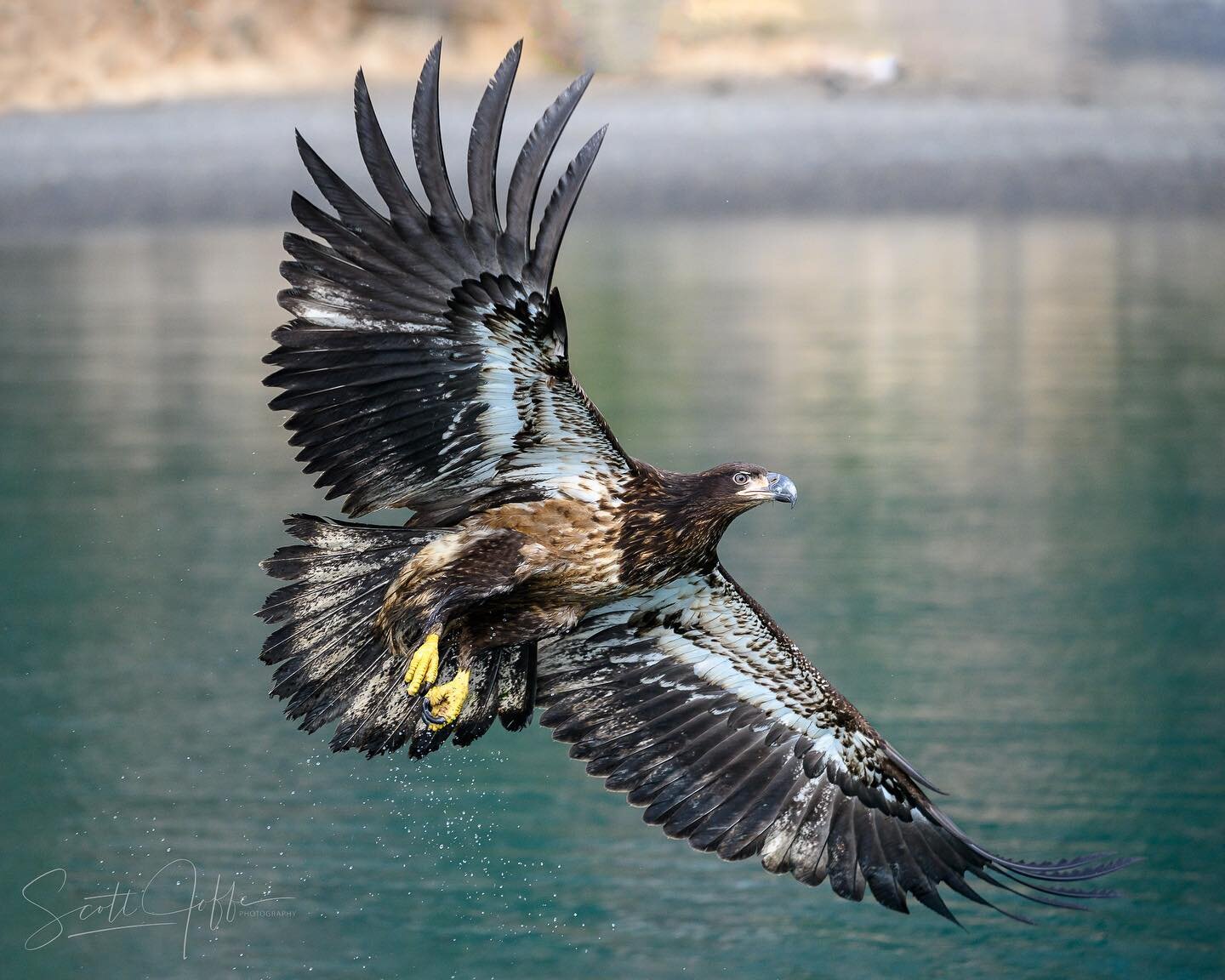Here it&rsquo;s a juvenile Bald Eagle I photographed last March in Homer, Alaska. It was an amazing experience to watch the eagles, especially the juveniles!Thanks for viewing 😉 March 16, 2022
#baldeagle&nbsp;
#baldeaglesofinstagram&nbsp;
#baldeagle