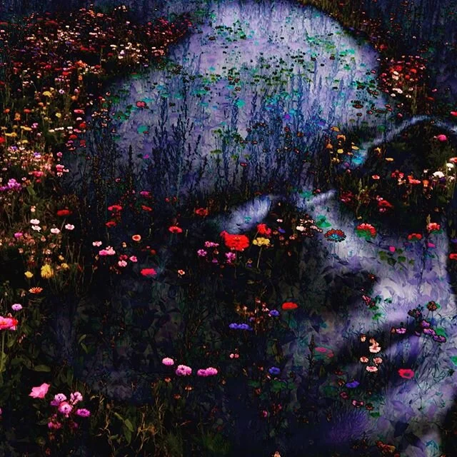 Our new track &ldquo;wildflowers &ldquo; now streaming. Here is a still of wildflower George Howard-White from our video.  View ( link in bio ) or qusp.tv on youtube. 
We are super lucky to have been able to make this work late 2019, and wish everyon