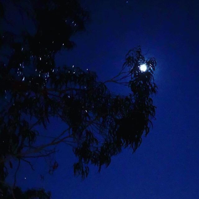 My Blue Velvet Moon.
-
-
#bluemoon #bluevelvetmoon #May2020 #sydneysky #bluemood #moodyblue