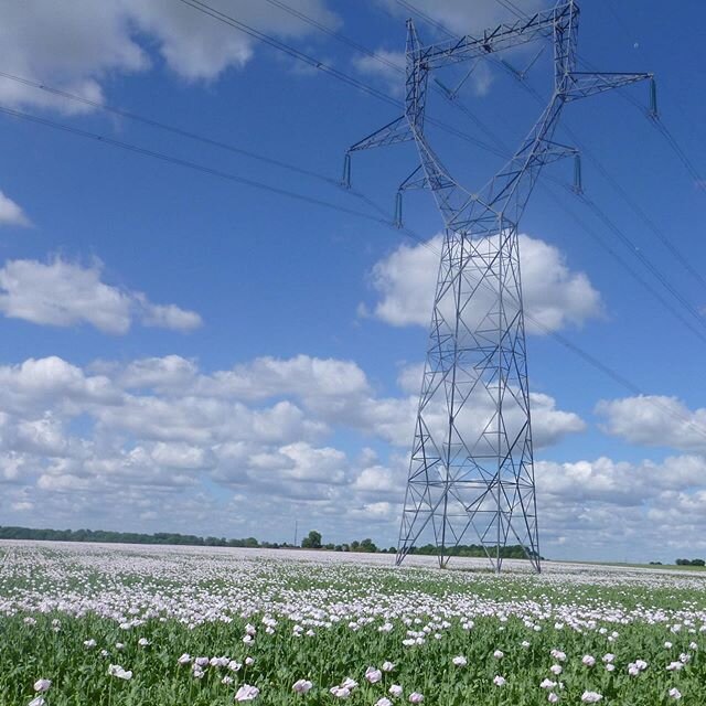 It&rsquo;s hard not to be impressed by a sea of flowers under a blue sky. 
#flowerpower #facethesun #france🇫🇷 #roadtrips