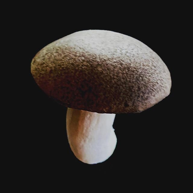 Home grown fairytale mushroom. 
#delicious #shroom #mushrooms