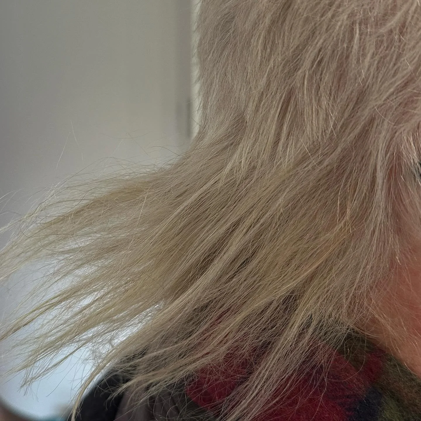 Thank goodness the Seville oranges 🍊 are not available for a jam today @brianconolly 
Qusp serves the best tea n toast&hellip; as a sidekick

#sevilleoranges  #brianconolly #marmalademaker #synthpunk