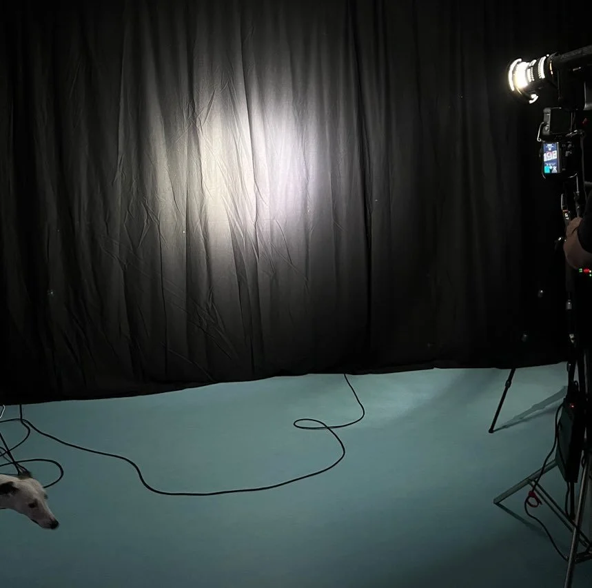 Developing ideas&hellip; with @jeanie_whippet never far away.

#spot #spotlight #photography #quspstudios #artislife #minimalism