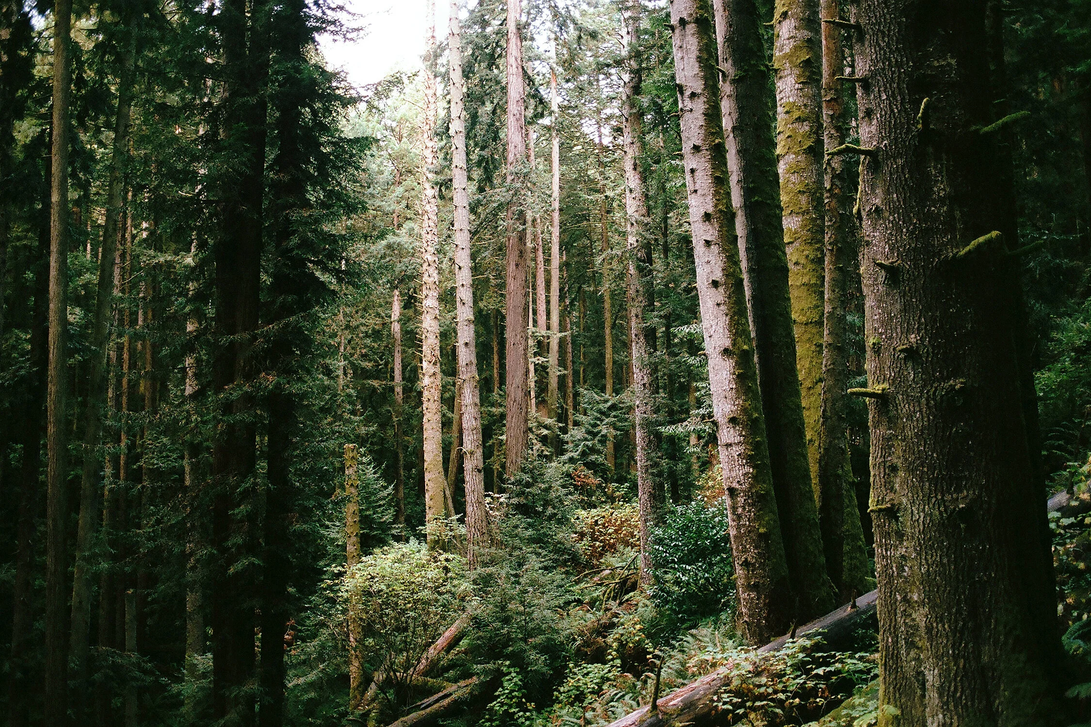 Untitled 2 (Community Forest)