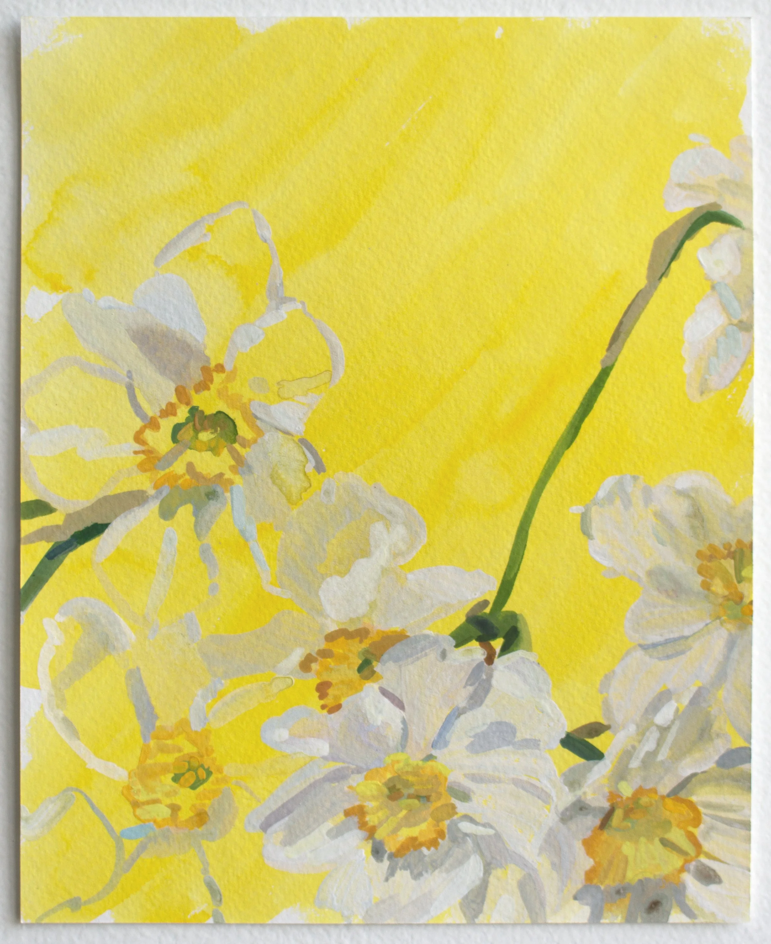 Daffodils on Yellow