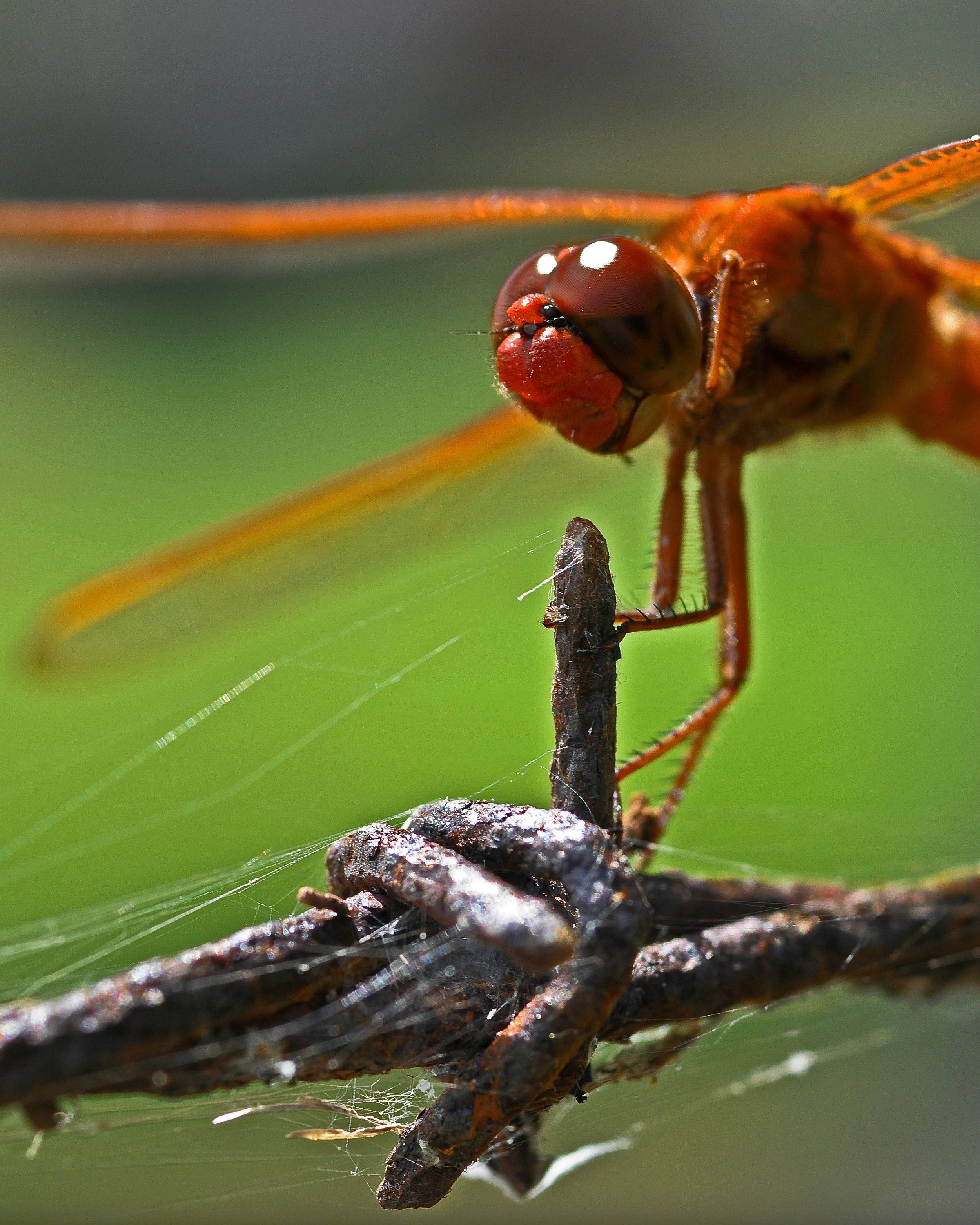 Alive! In Concert - 2008