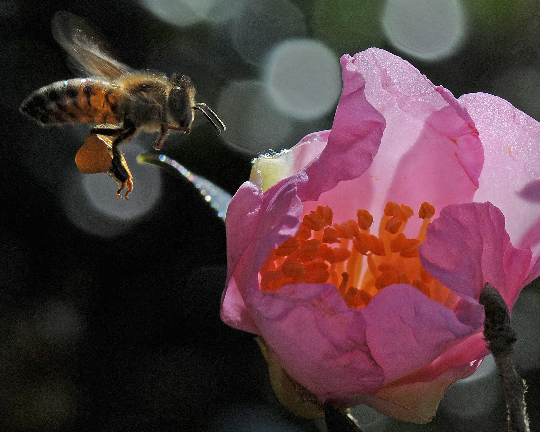 Ro’s Bee - 2008