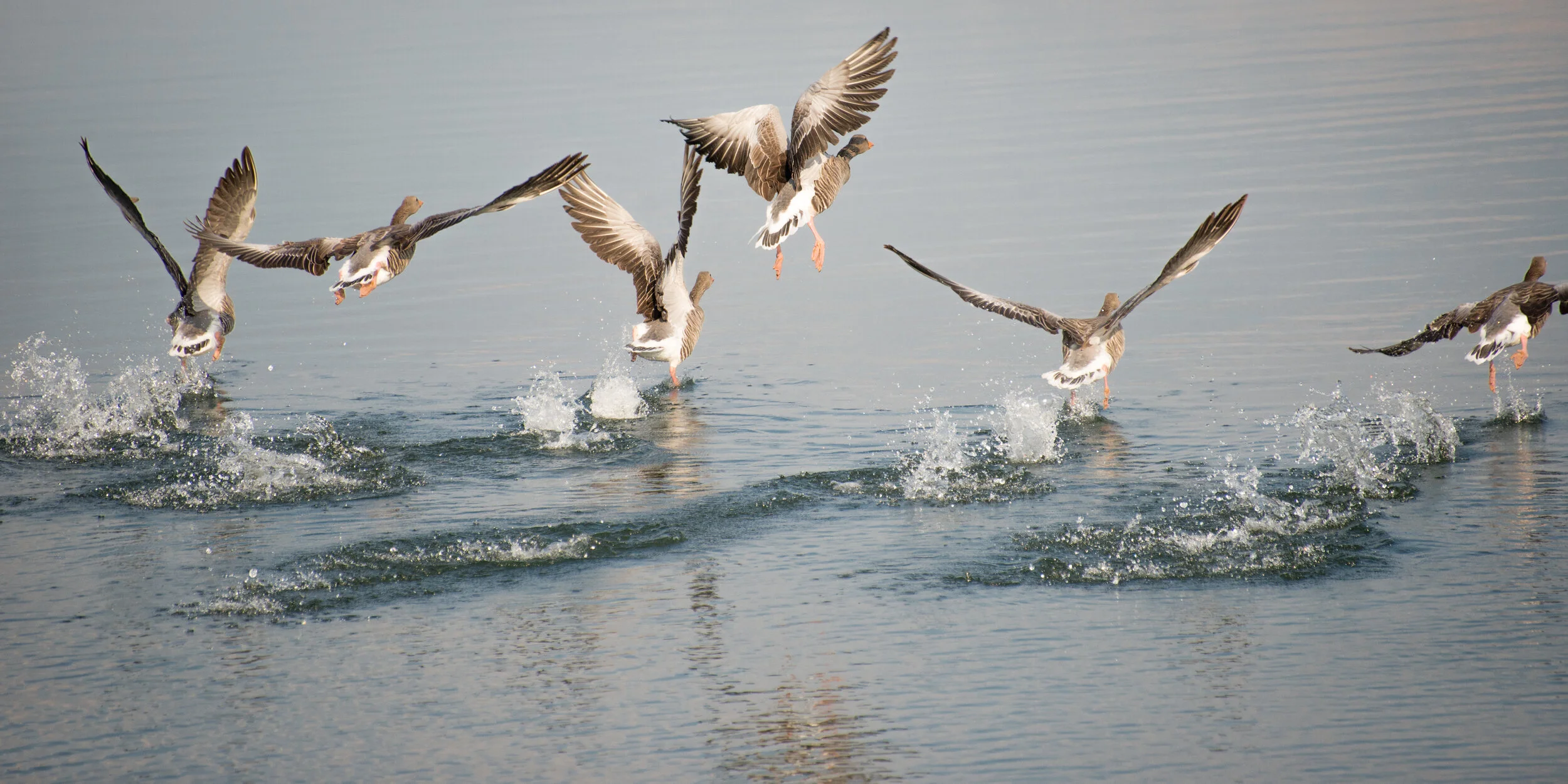 Danube in Flight - August 2019
